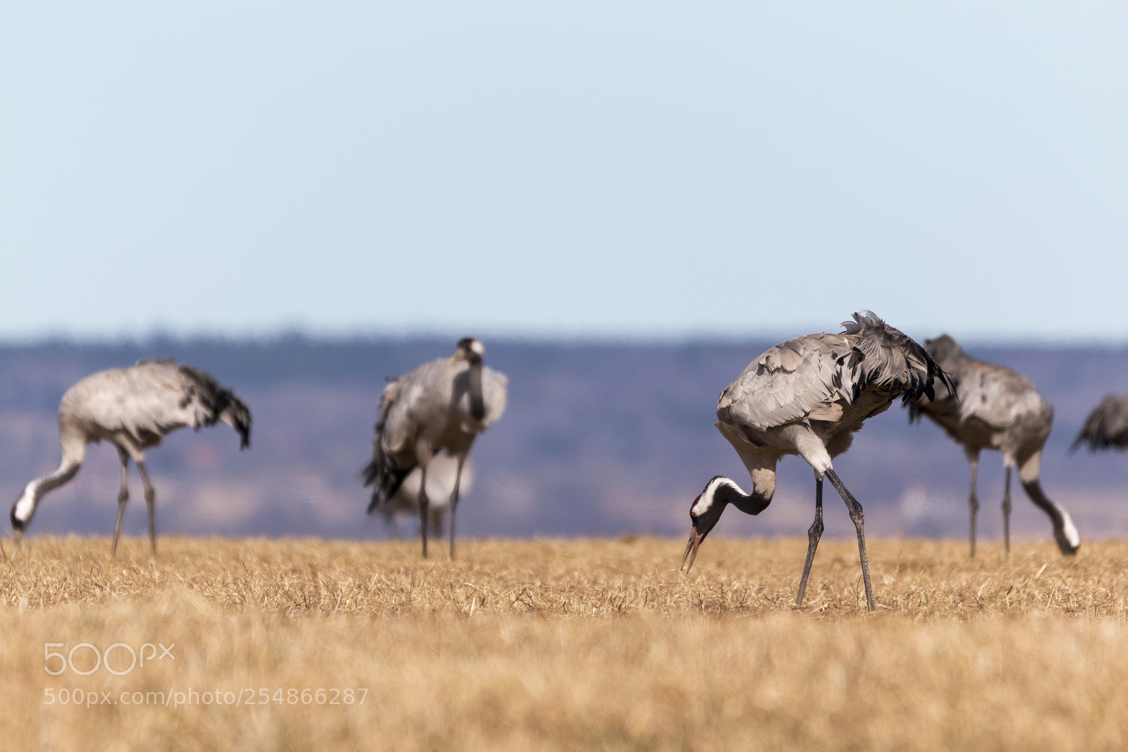 Canon EOS 70D sample photo. Birds at hornborgasj n photography