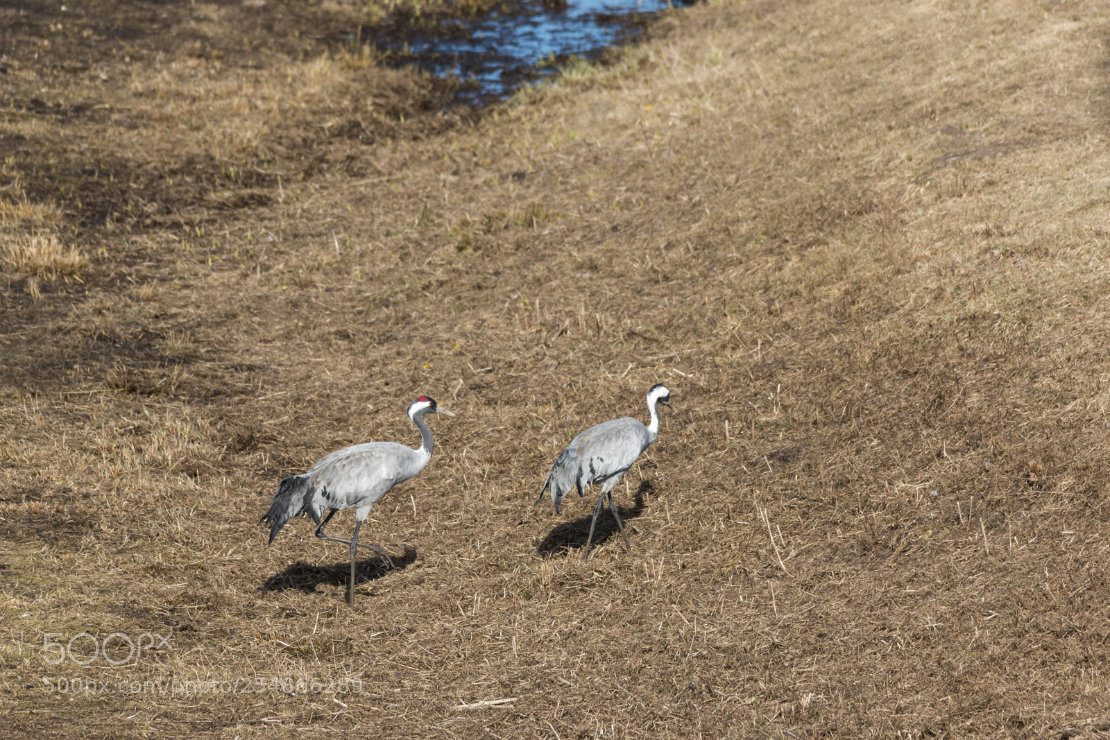 Canon EOS 70D sample photo. Birds at hornborgasj n photography