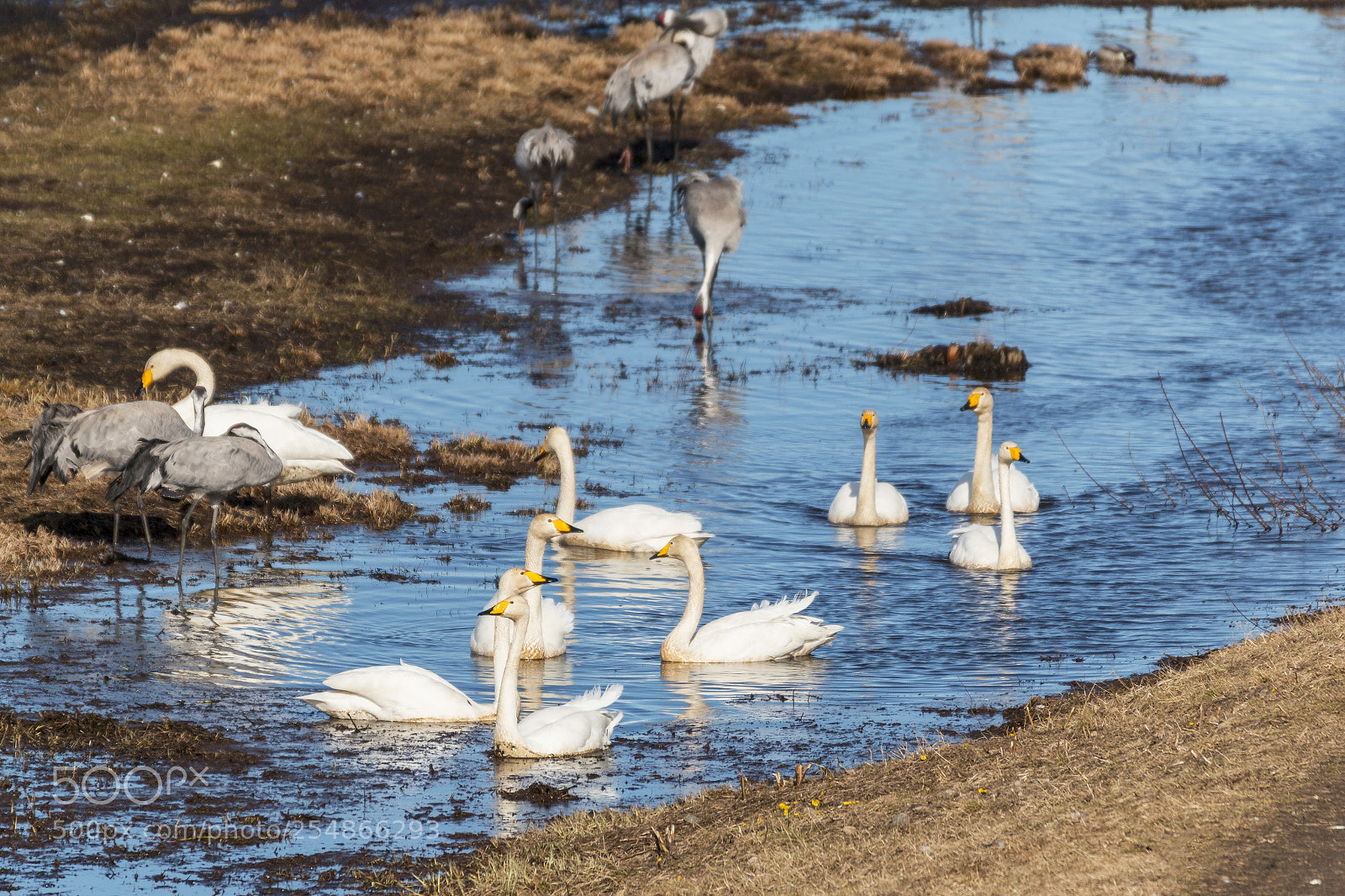 Canon EOS 70D sample photo. Birds at hornborgasj n photography