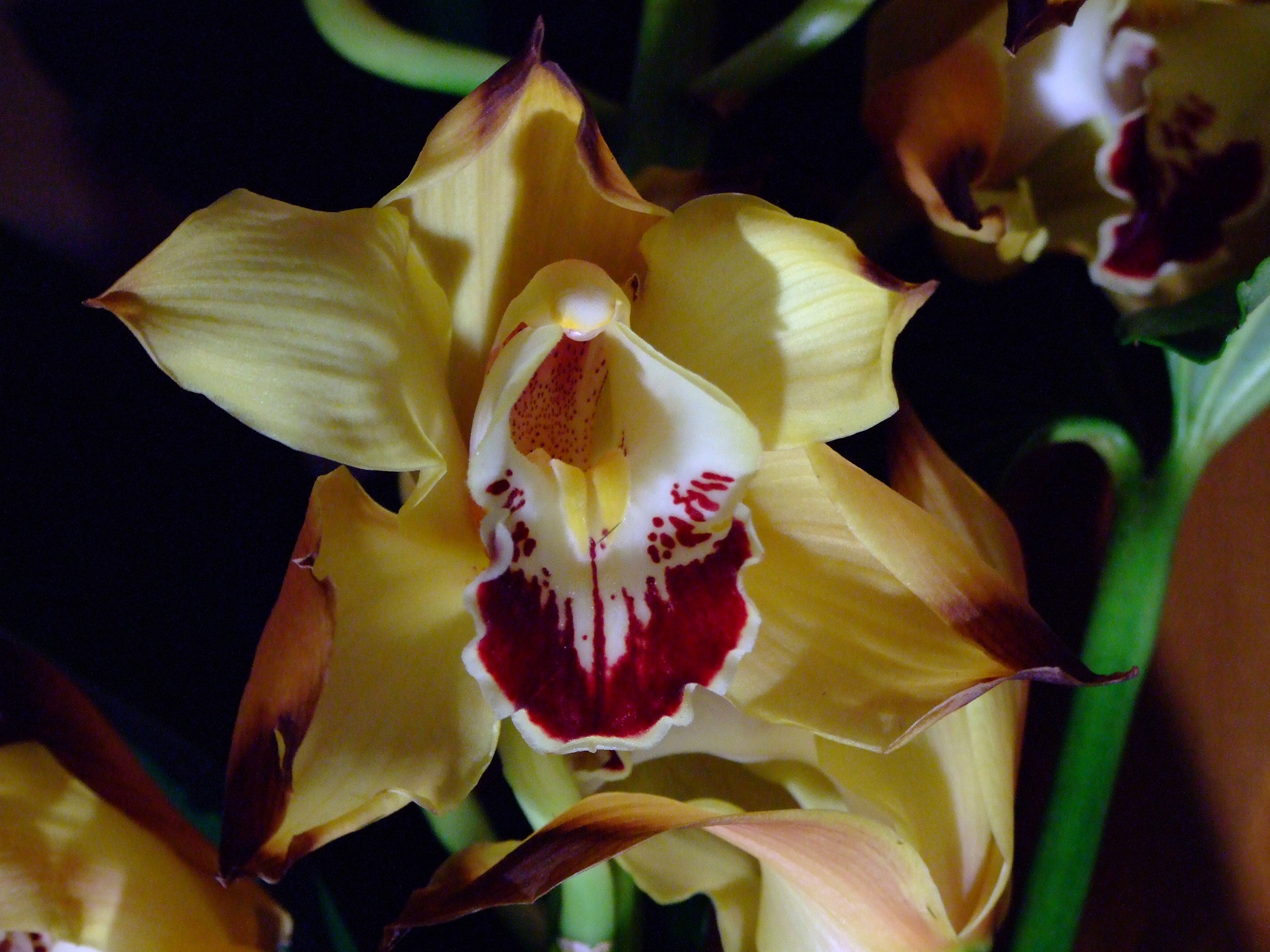 Fujifilm FinePix S6500fd sample photo. The voice of spring photography