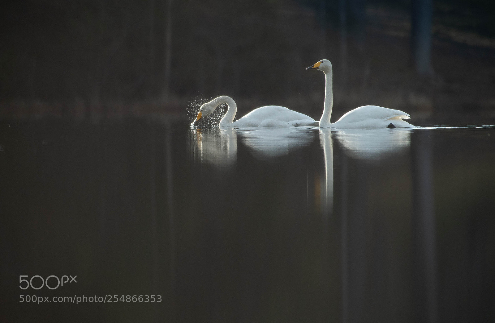Nikon D5 sample photo. Reflection photography