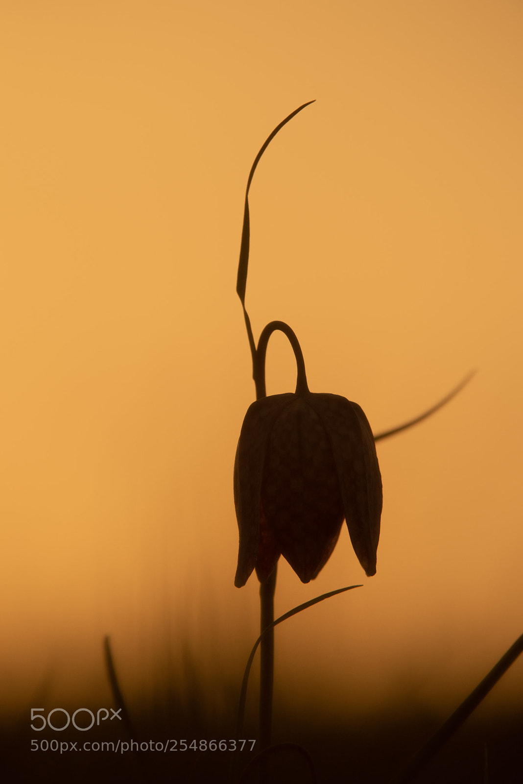 Nikon D610 sample photo. Untitled photography