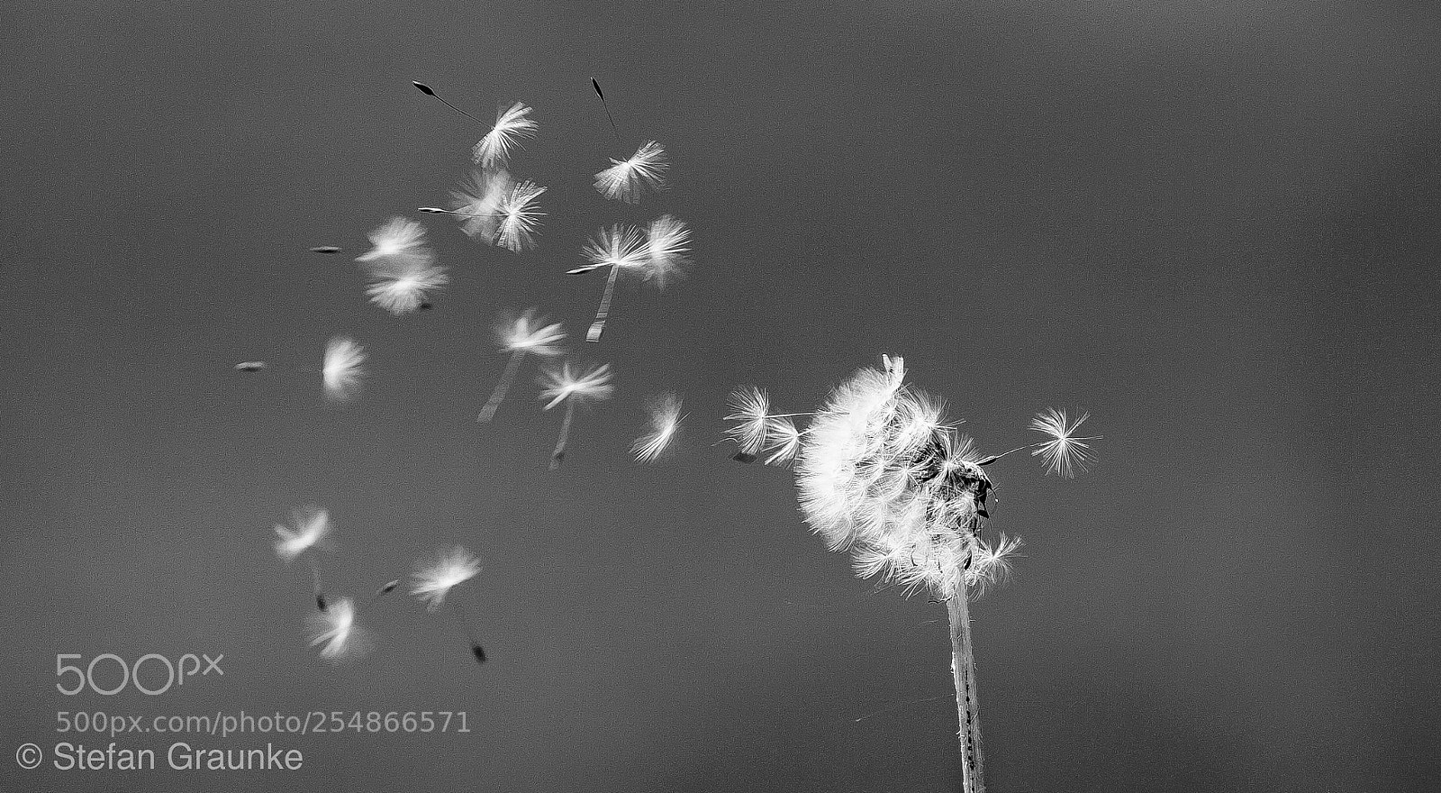Canon EOS 6D Mark II sample photo. With wind photography