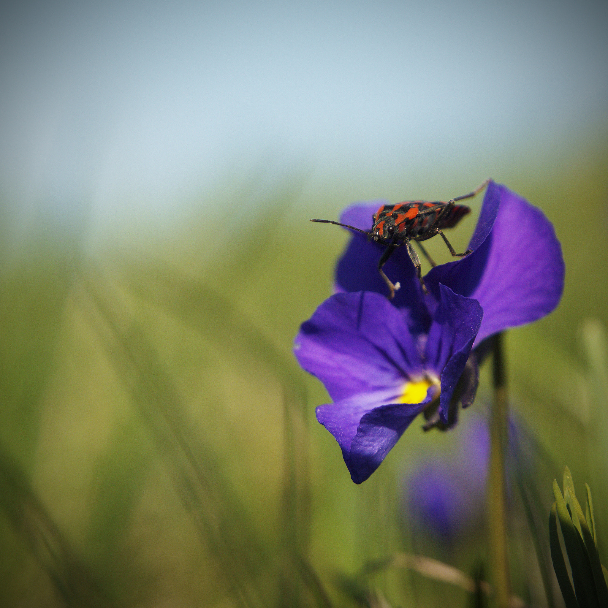 Olympus E-5 sample photo. Violet flower photography