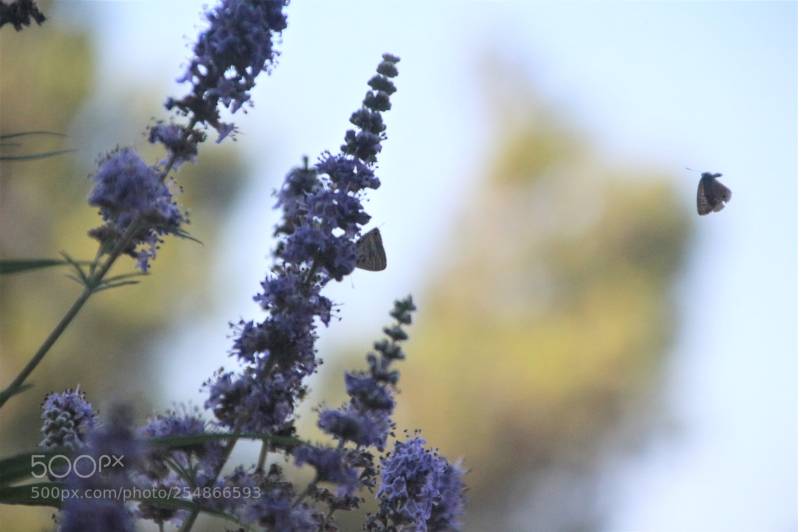Canon EOS 700D (EOS Rebel T5i / EOS Kiss X7i) sample photo. Butterflower photography
