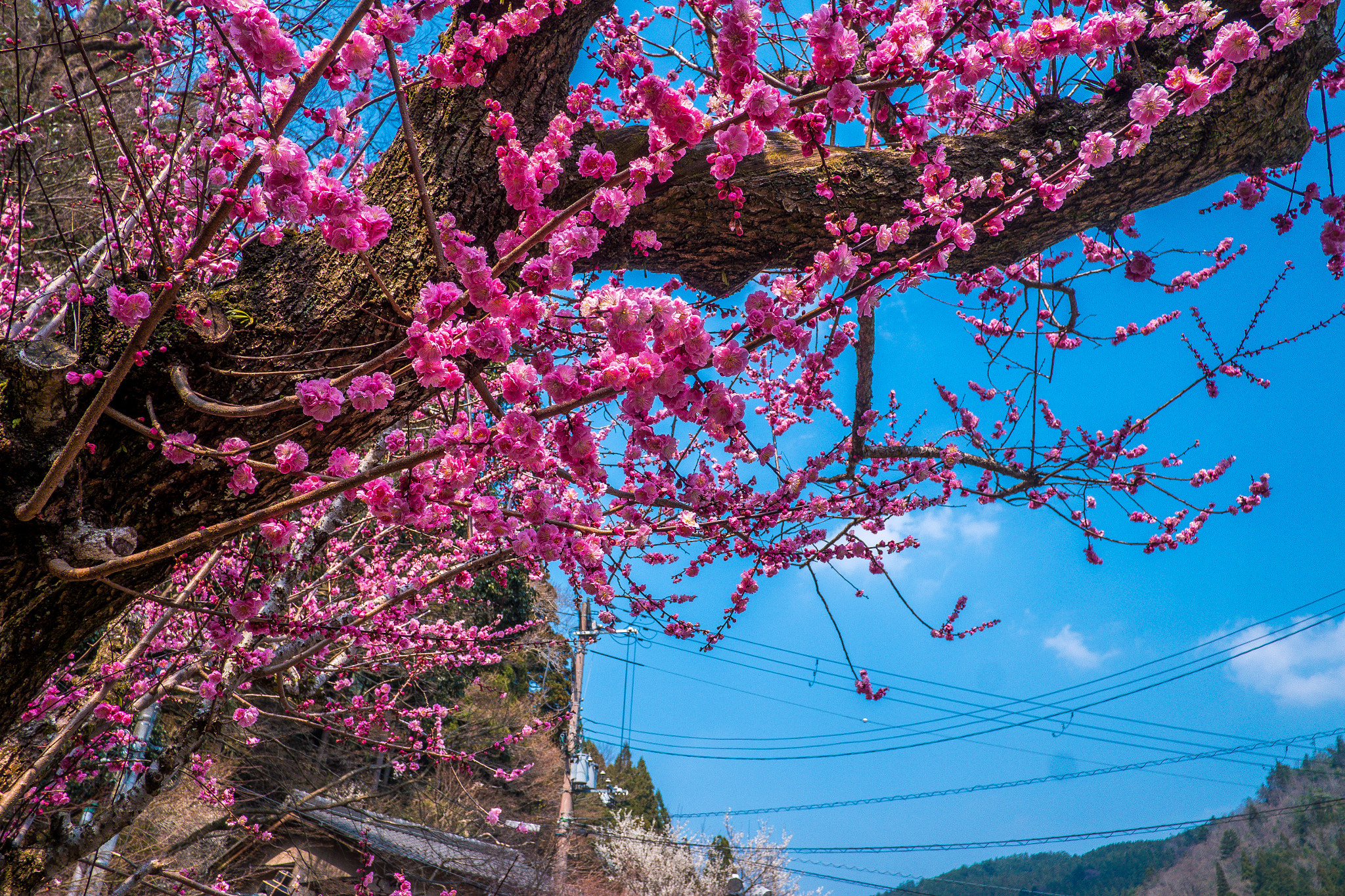 Fujifilm X-A10 sample photo. Pink photography