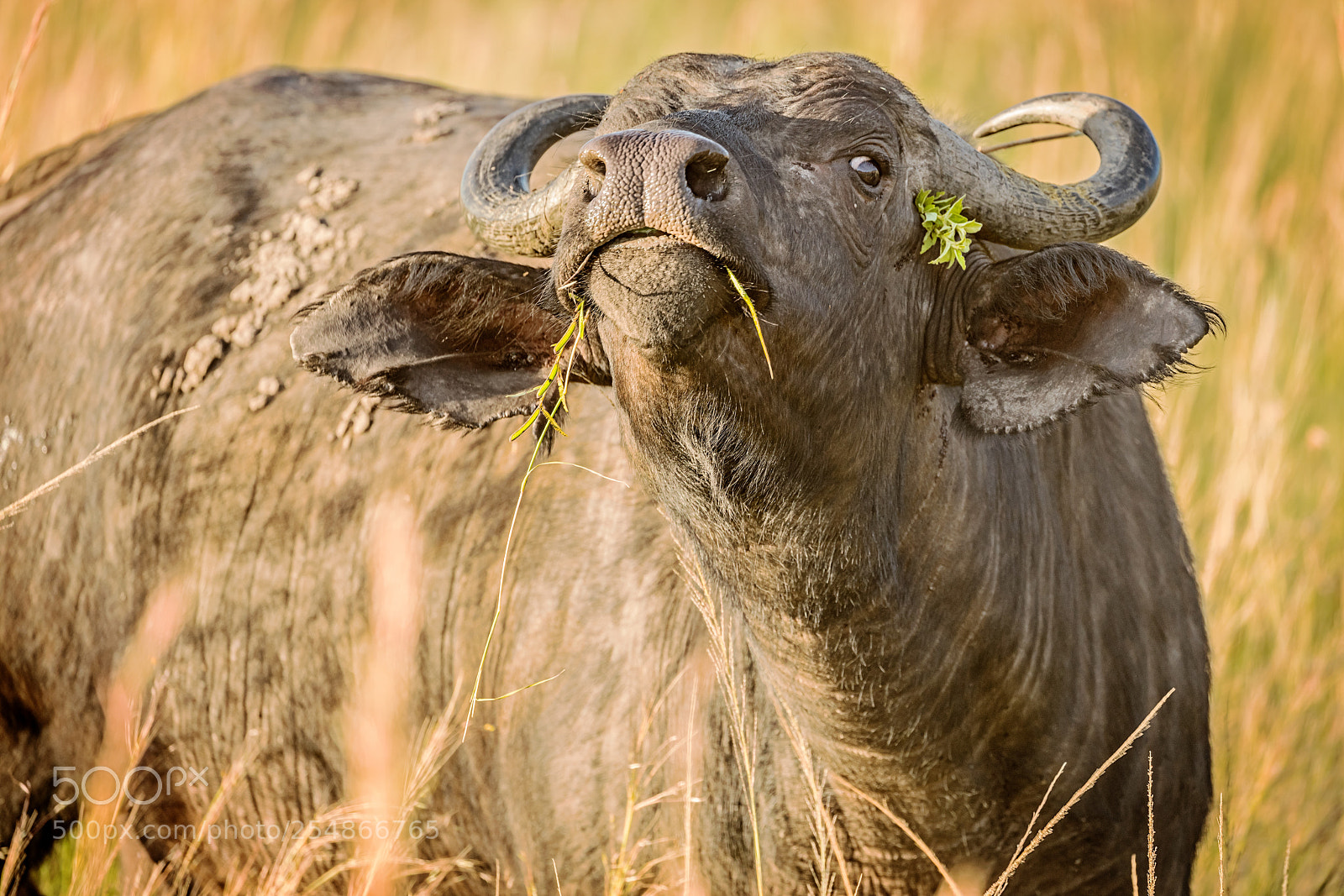 Canon EOS 5DS R sample photo. African buffalo photography
