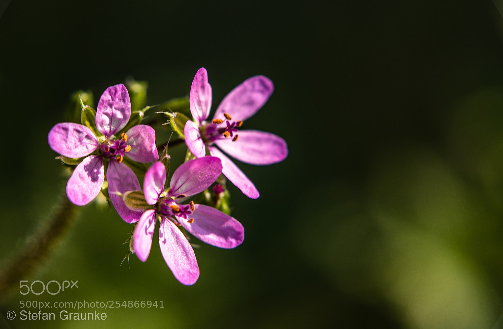 Canon EOS 6D Mark II sample photo. Flowers photography