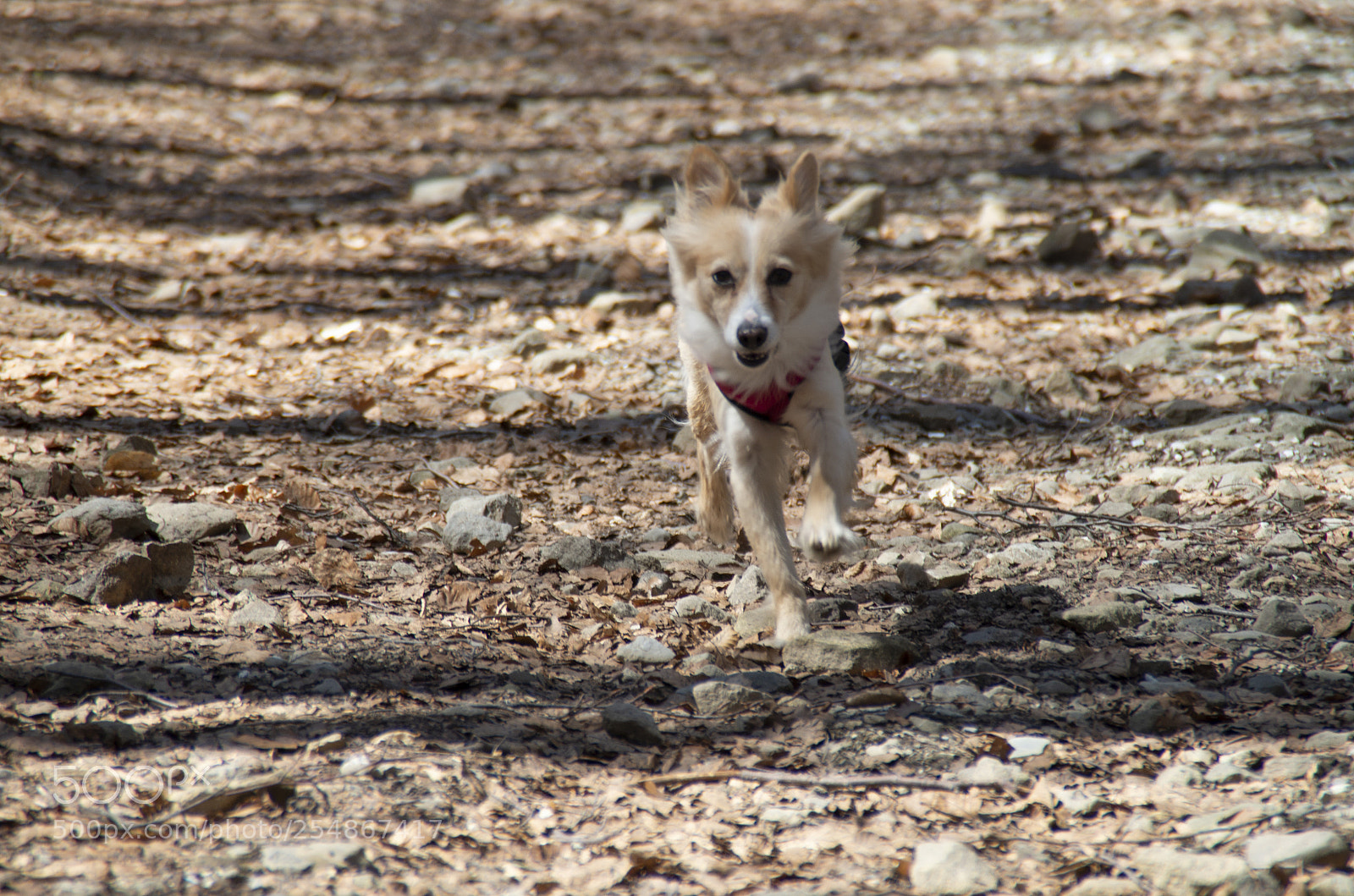 Pentax K-30 sample photo. La corsa di bonney photography