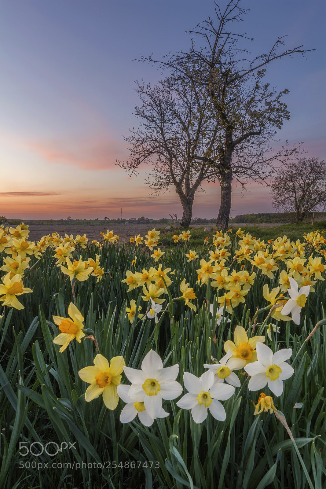 Nikon D5200 sample photo. Daffodils photography