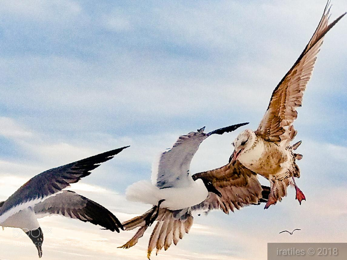 Samsung Galaxy S7 sample photo. High air traffic photography