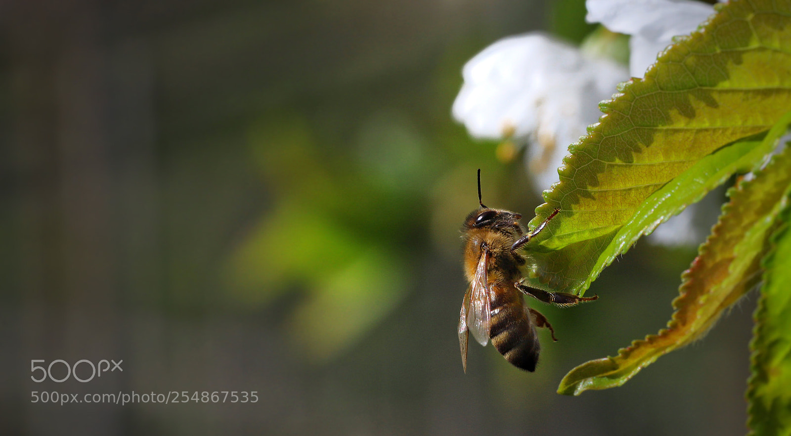 Canon EOS 6D Mark II sample photo. Bee photography
