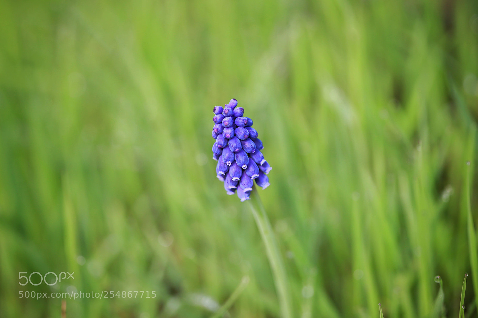 Canon EOS 6D Mark II sample photo. Blue bubble  photography