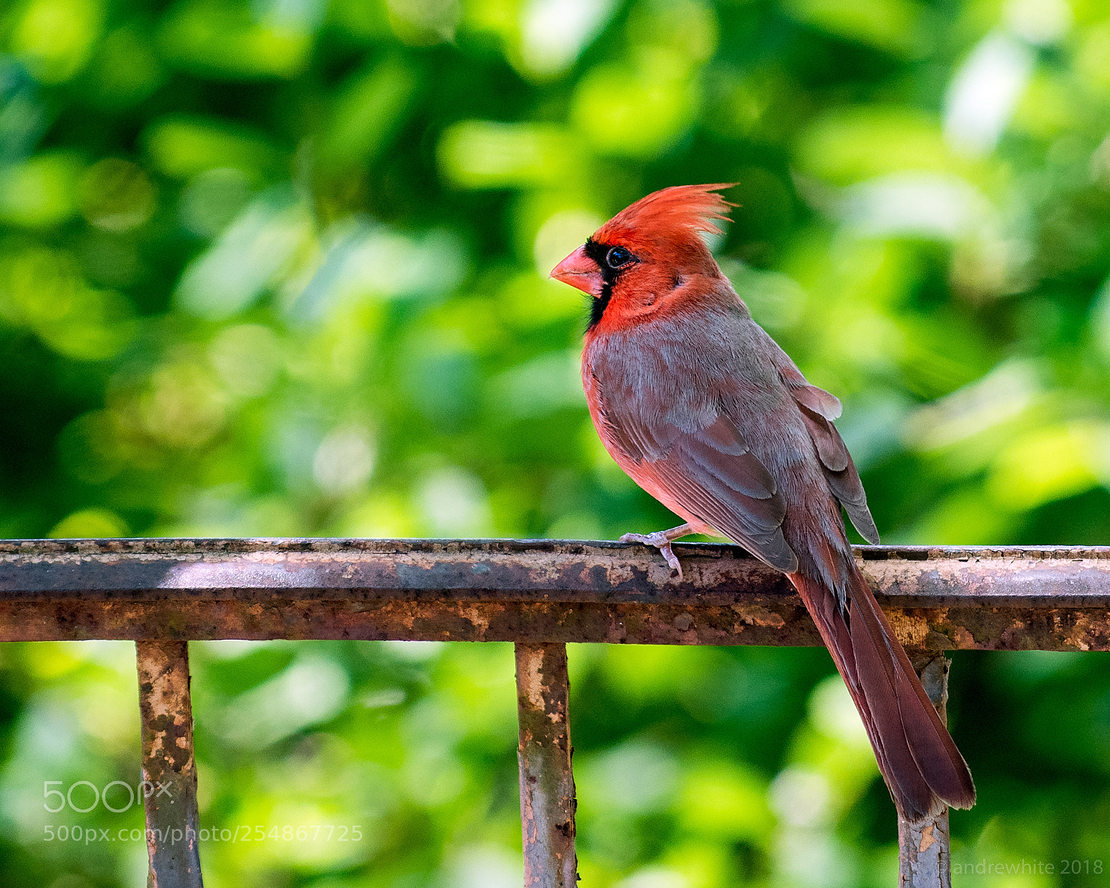 Nikon D850 sample photo. Red and green photography