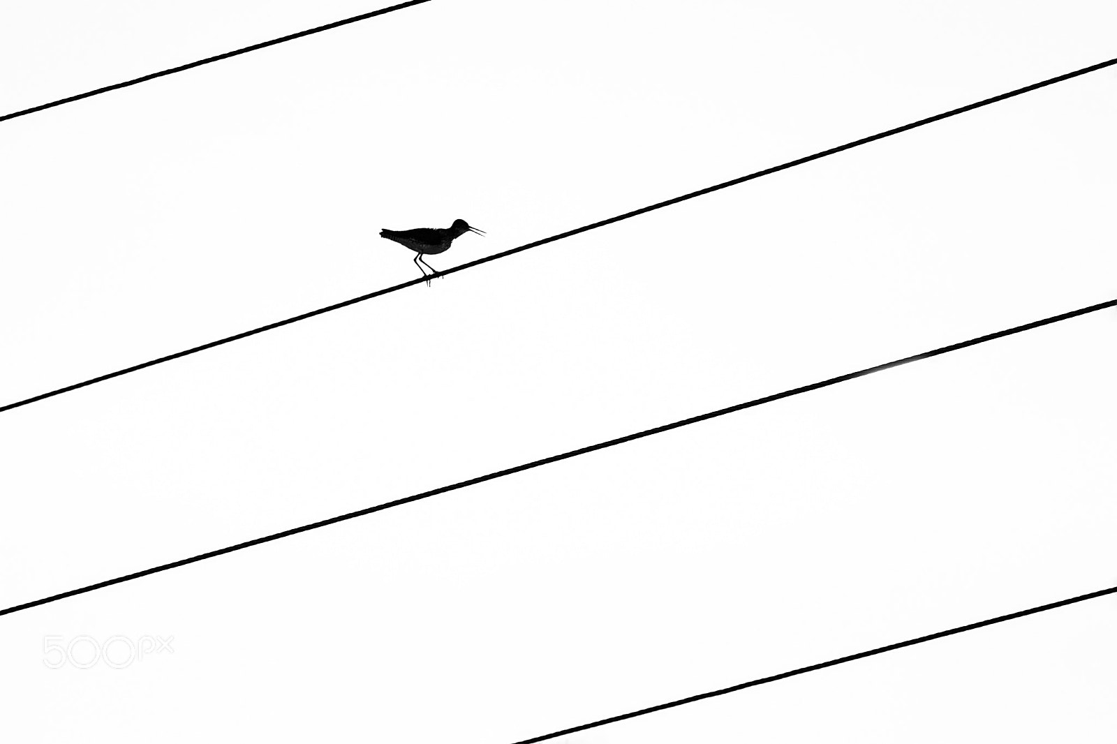 Canon EOS 550D (EOS Rebel T2i / EOS Kiss X4) sample photo. Bird : take a rest photography