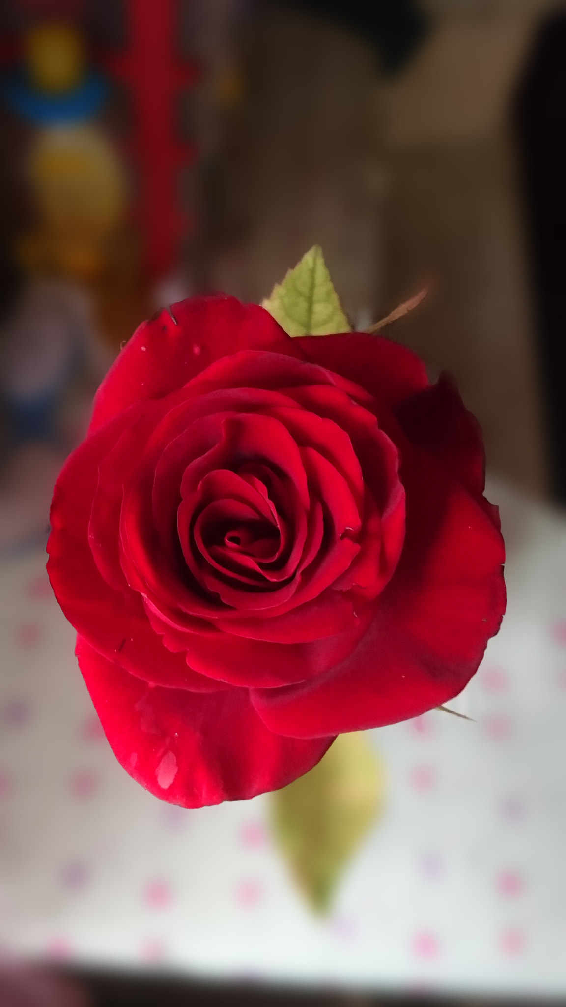 Sony Xperia Z5 sample photo