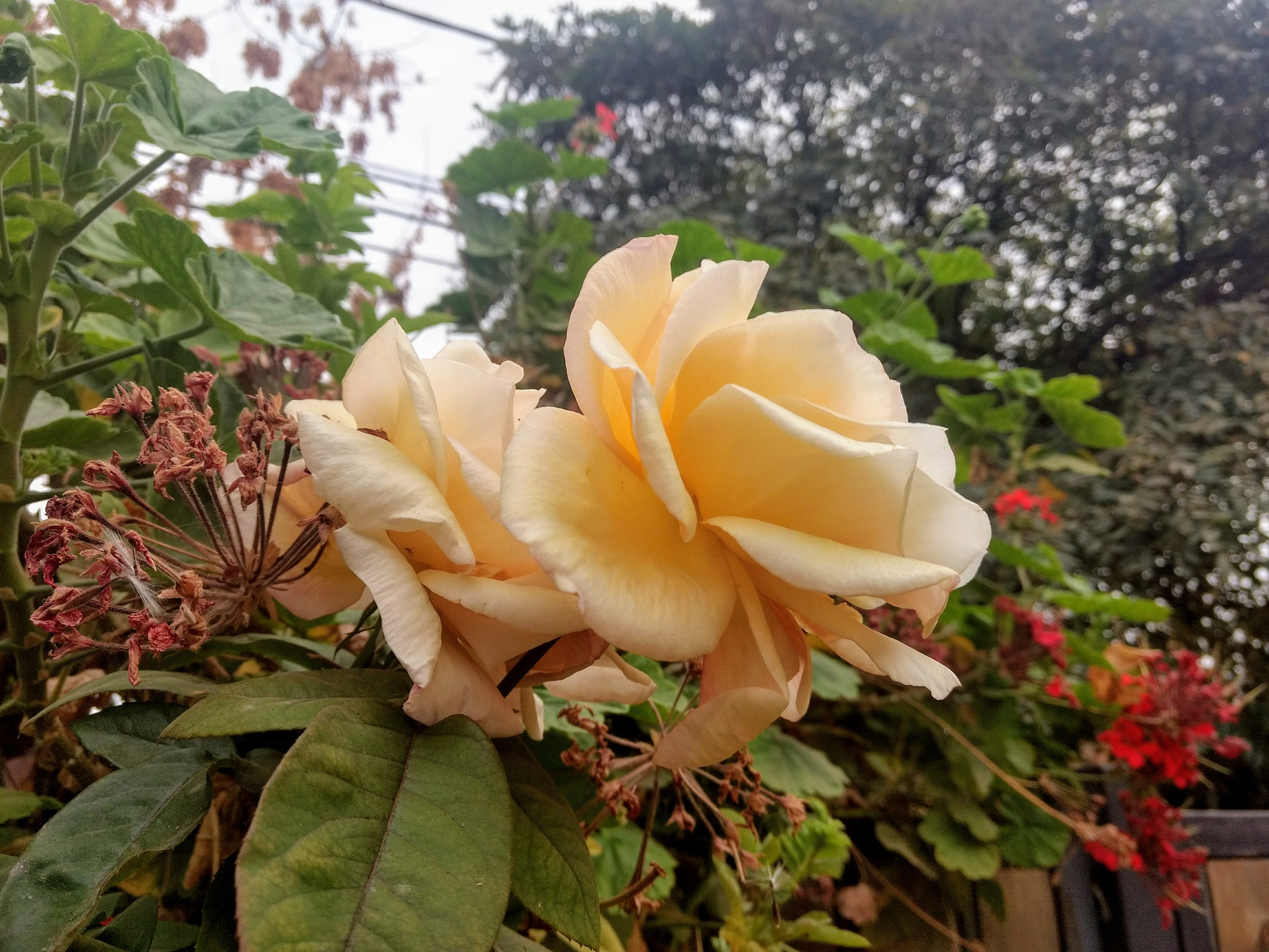 Motorola Moto Z Play sample photo