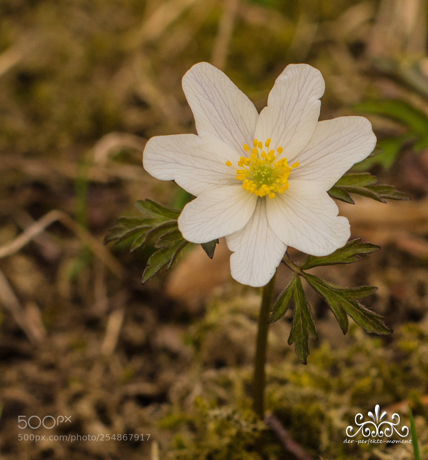 Nikon D800E sample photo. Buschwindröschen photography