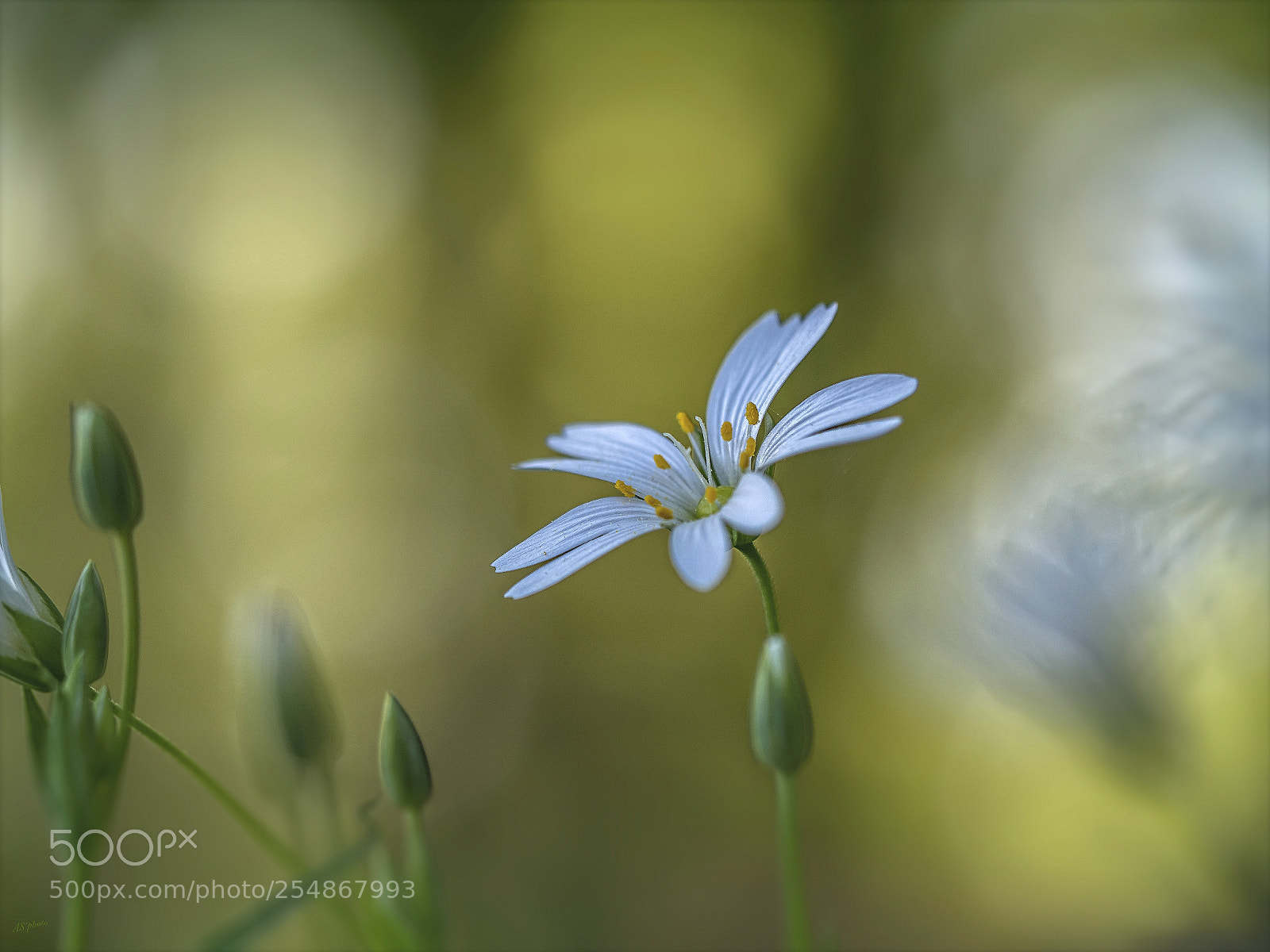 Olympus OM-D E-M1 Mark II sample photo. Real starwort photography