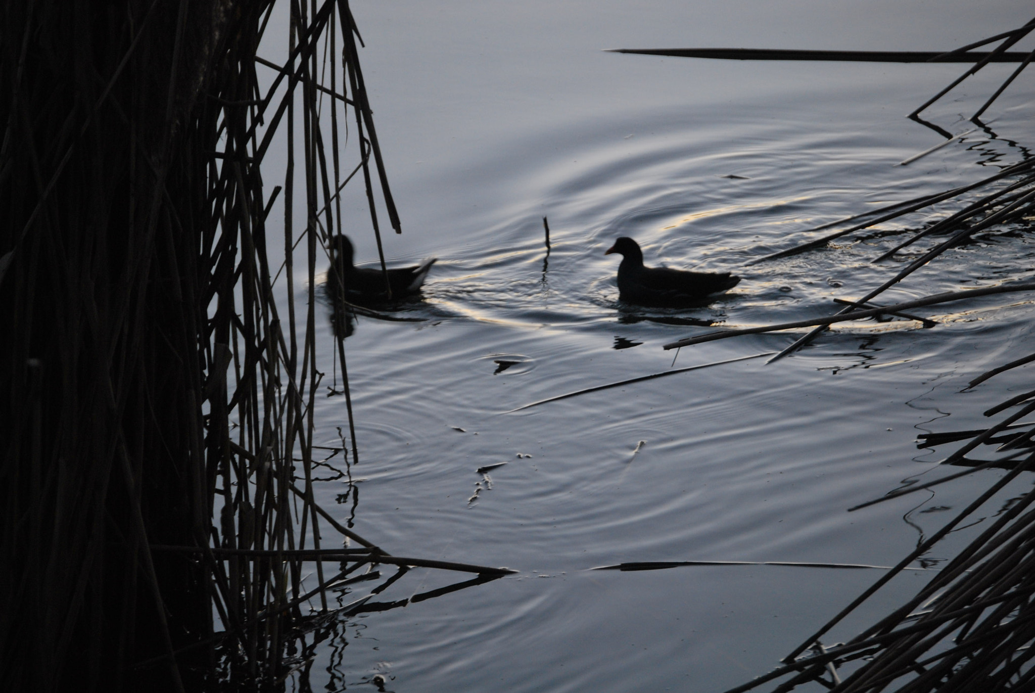 Nikon D60 sample photo
