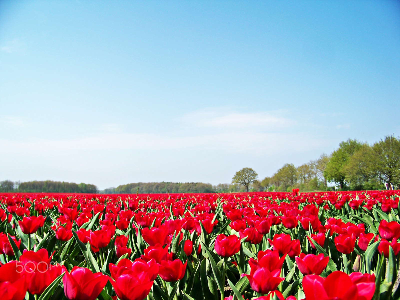 Kodak EASYSHARE Z1012 IS DIGITAL CAMERA sample photo. Tulpen photography