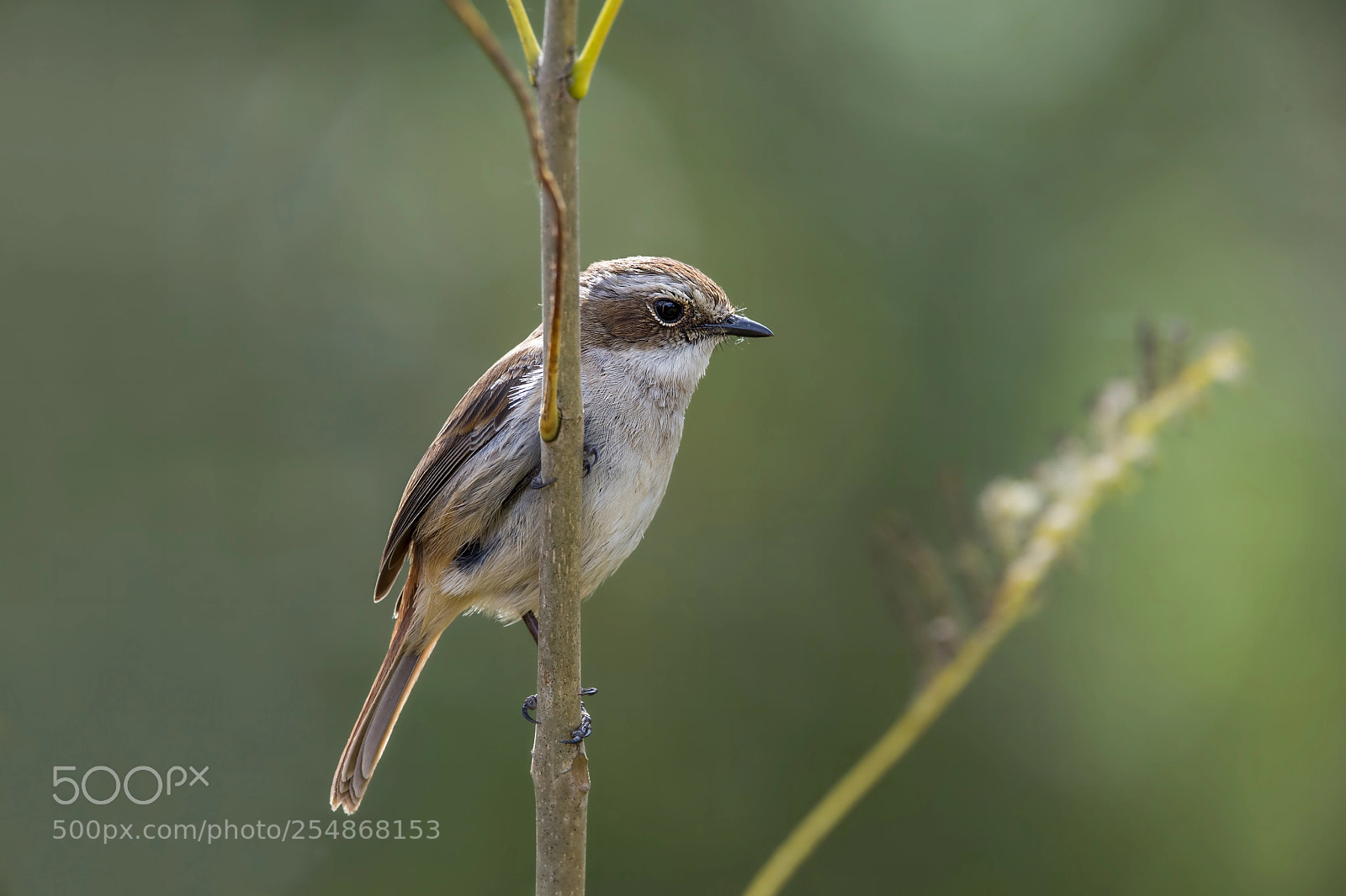 Nikon D4 sample photo. Grey bush chat (f) photography