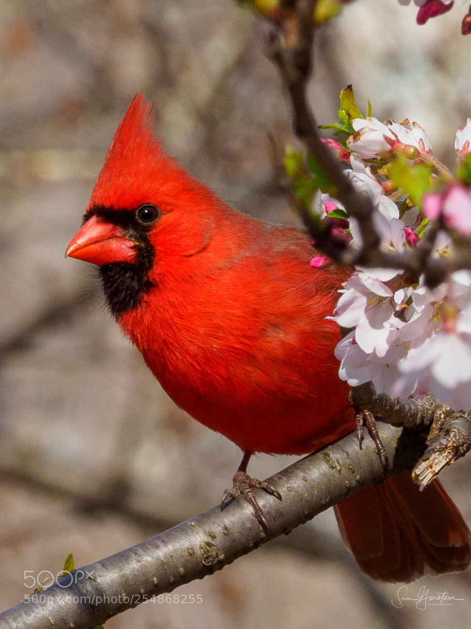 Olympus OM-D E-M1 Mark II sample photo. Northern cardinal in central photography