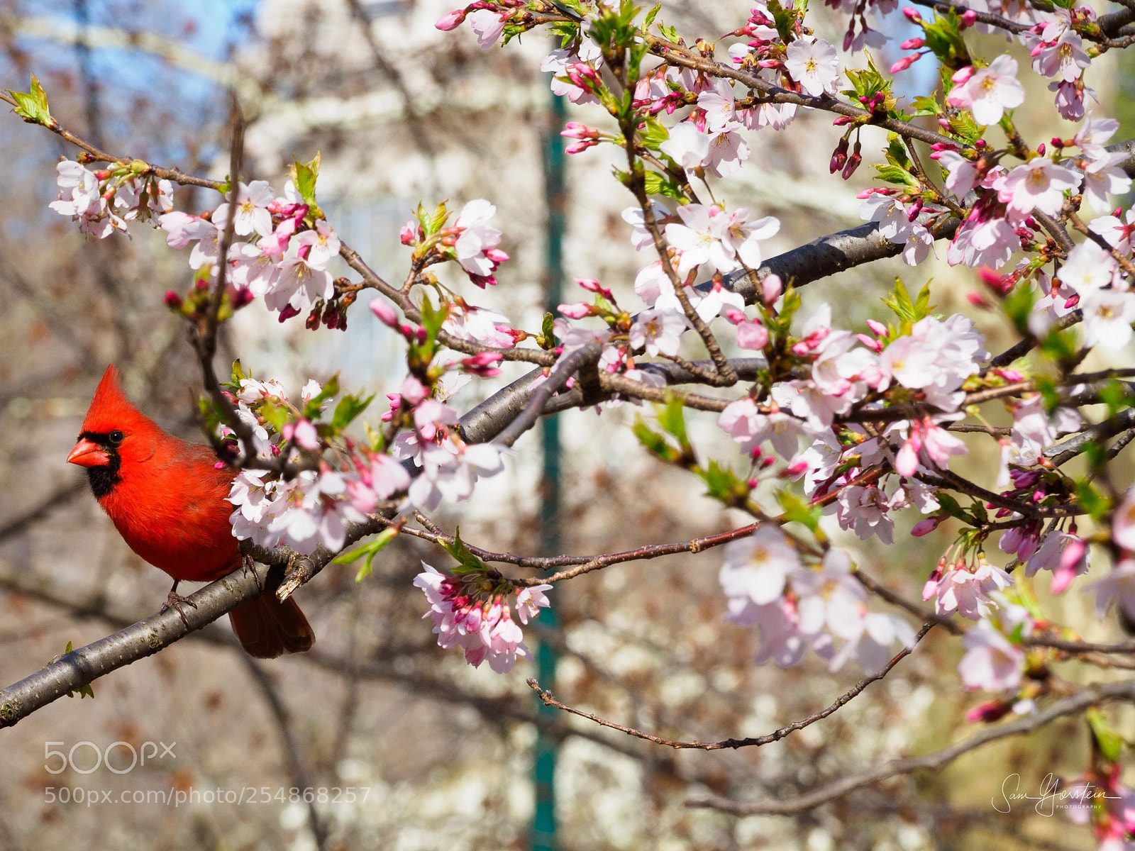 Olympus OM-D E-M1 Mark II sample photo. Northern cardinal in central photography