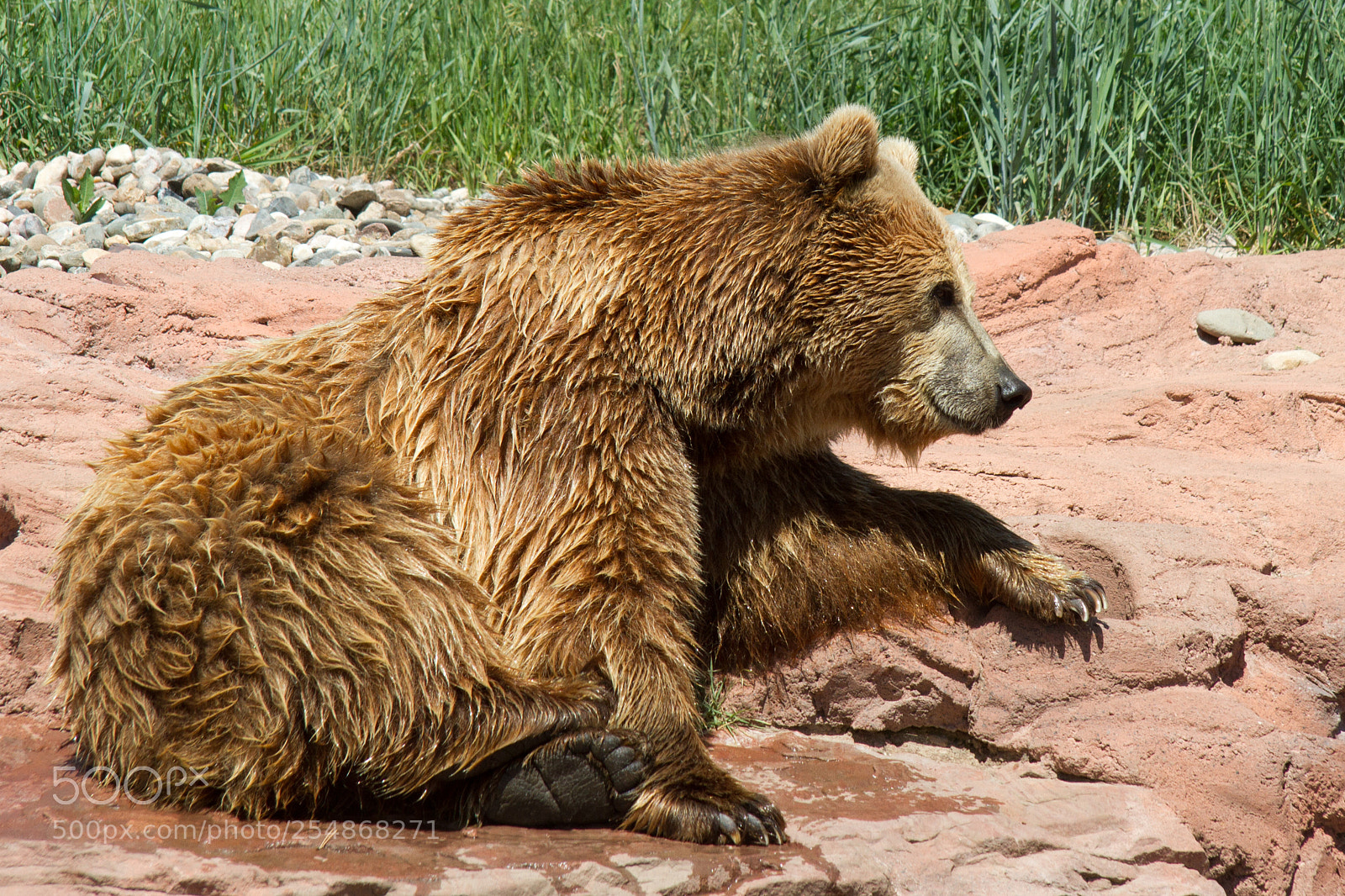 Canon EOS 7D sample photo. Grizzly bear photography