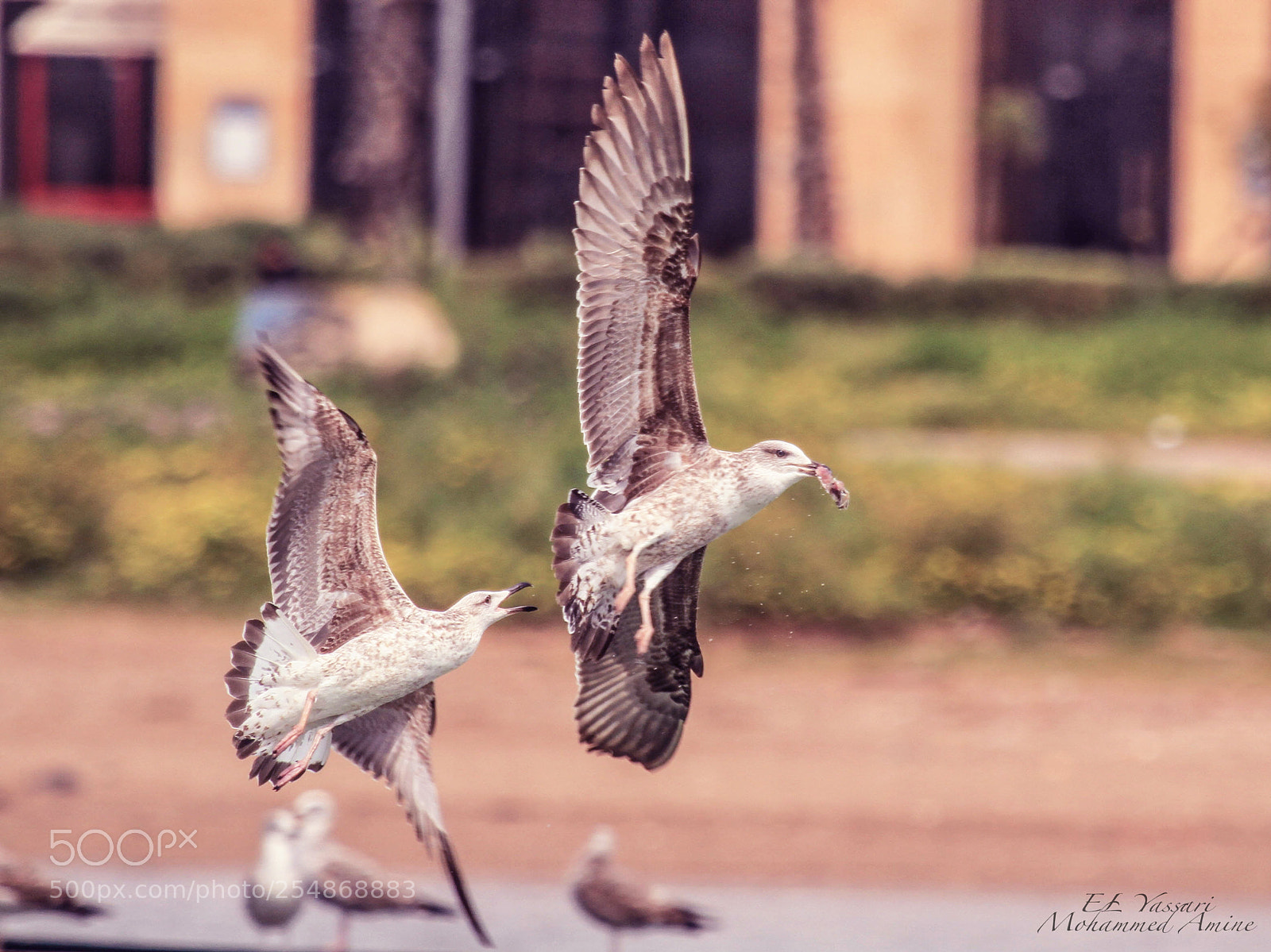 Canon EOS 7D sample photo. Birds in flight photography