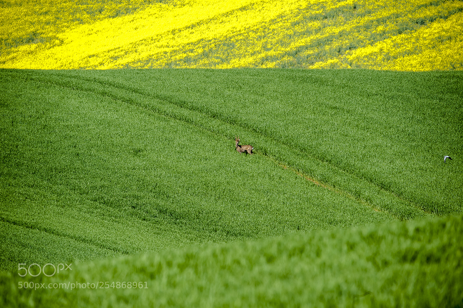 Nikon D700 sample photo. Spring moment photography
