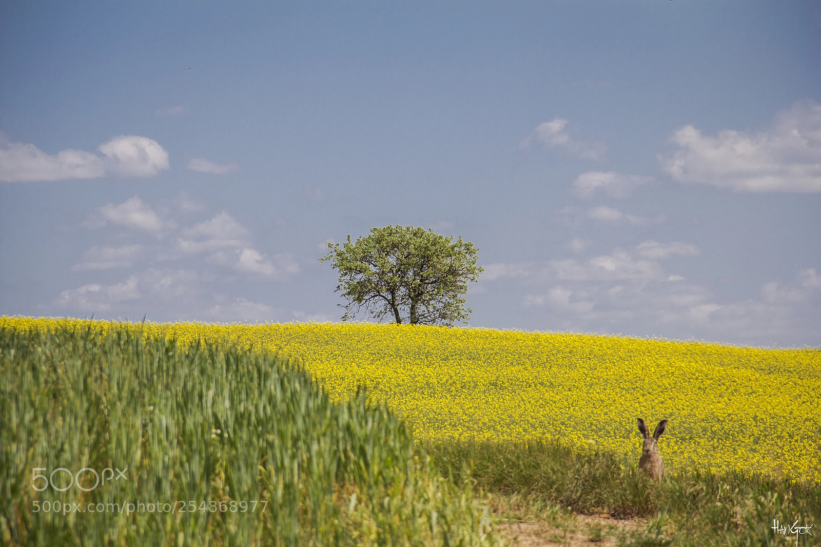 Canon EOS 60D sample photo. The rabbit photography