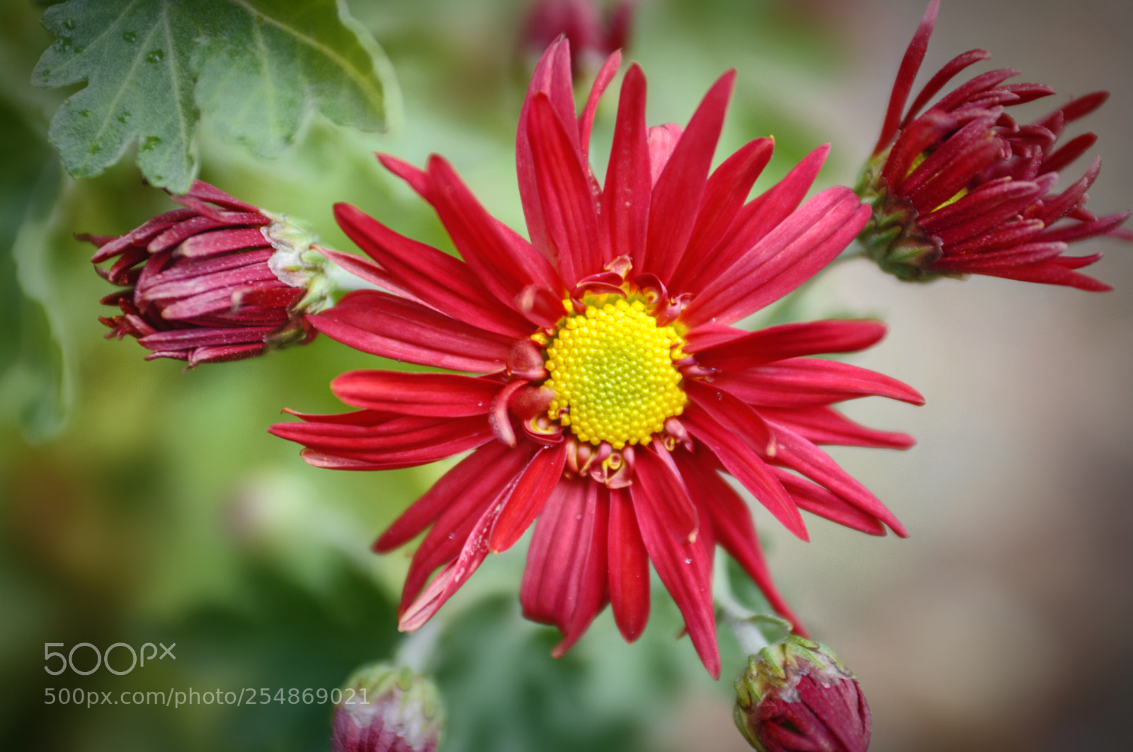 Nikon D90 sample photo. ... photography