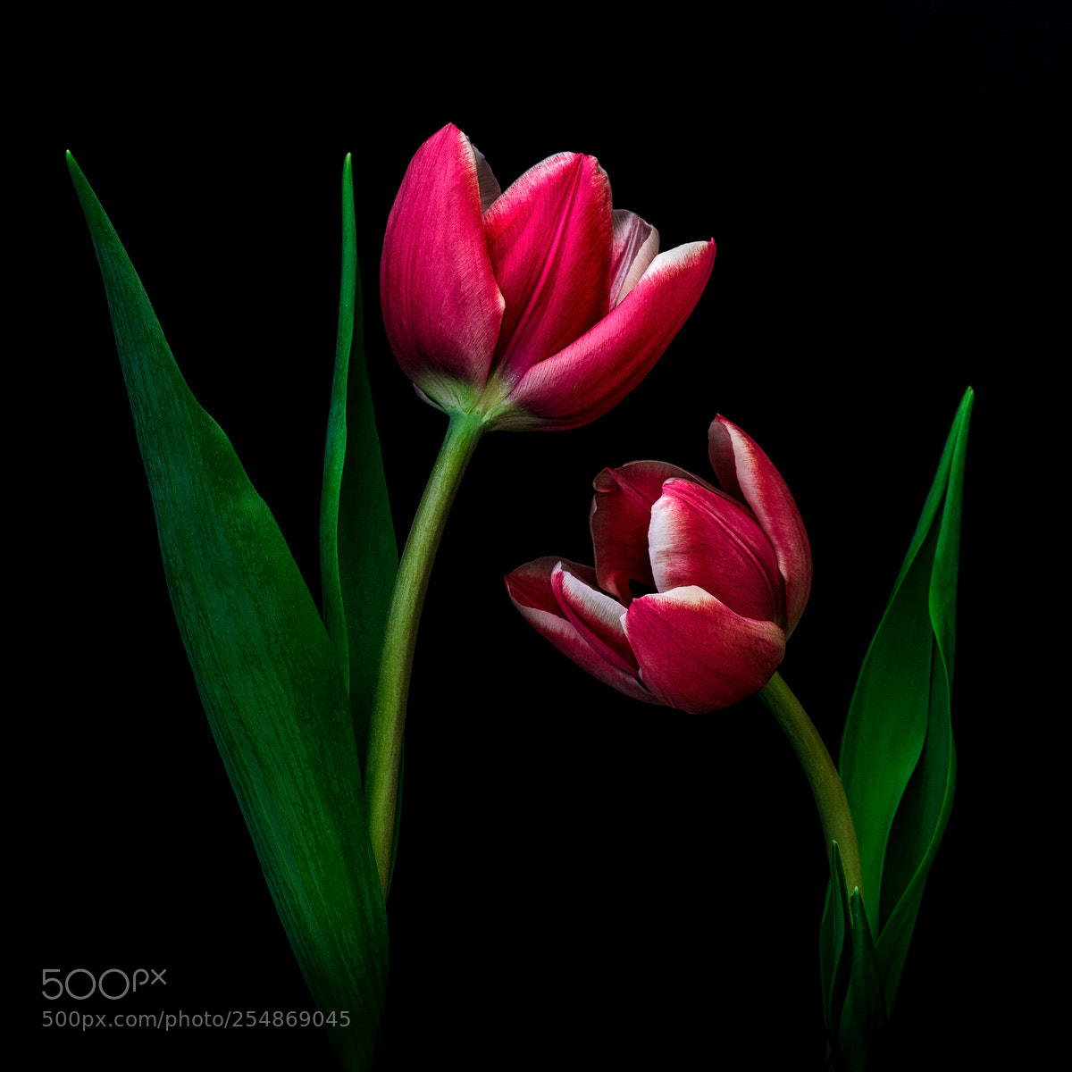 Canon EOS 5D Mark II sample photo. Two tulips photography