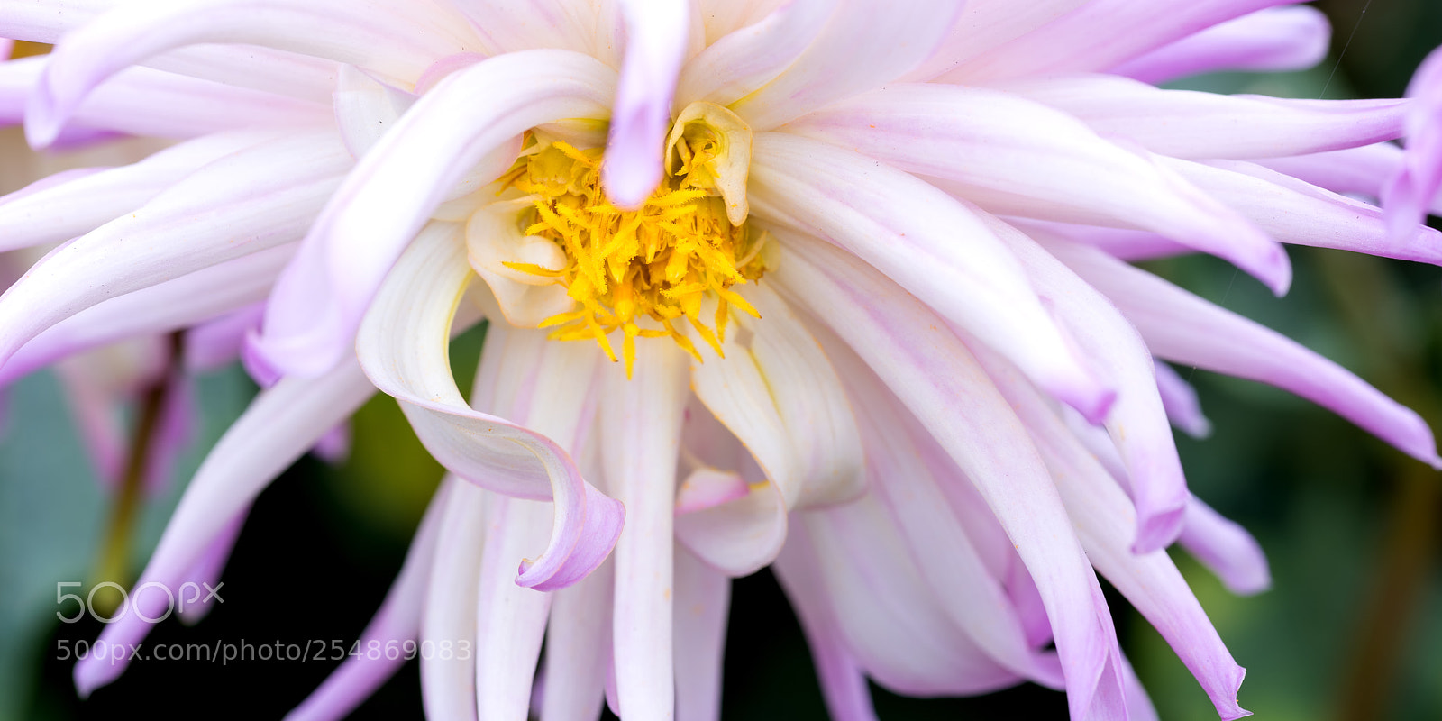 Nikon D810 sample photo. White dahlia photography
