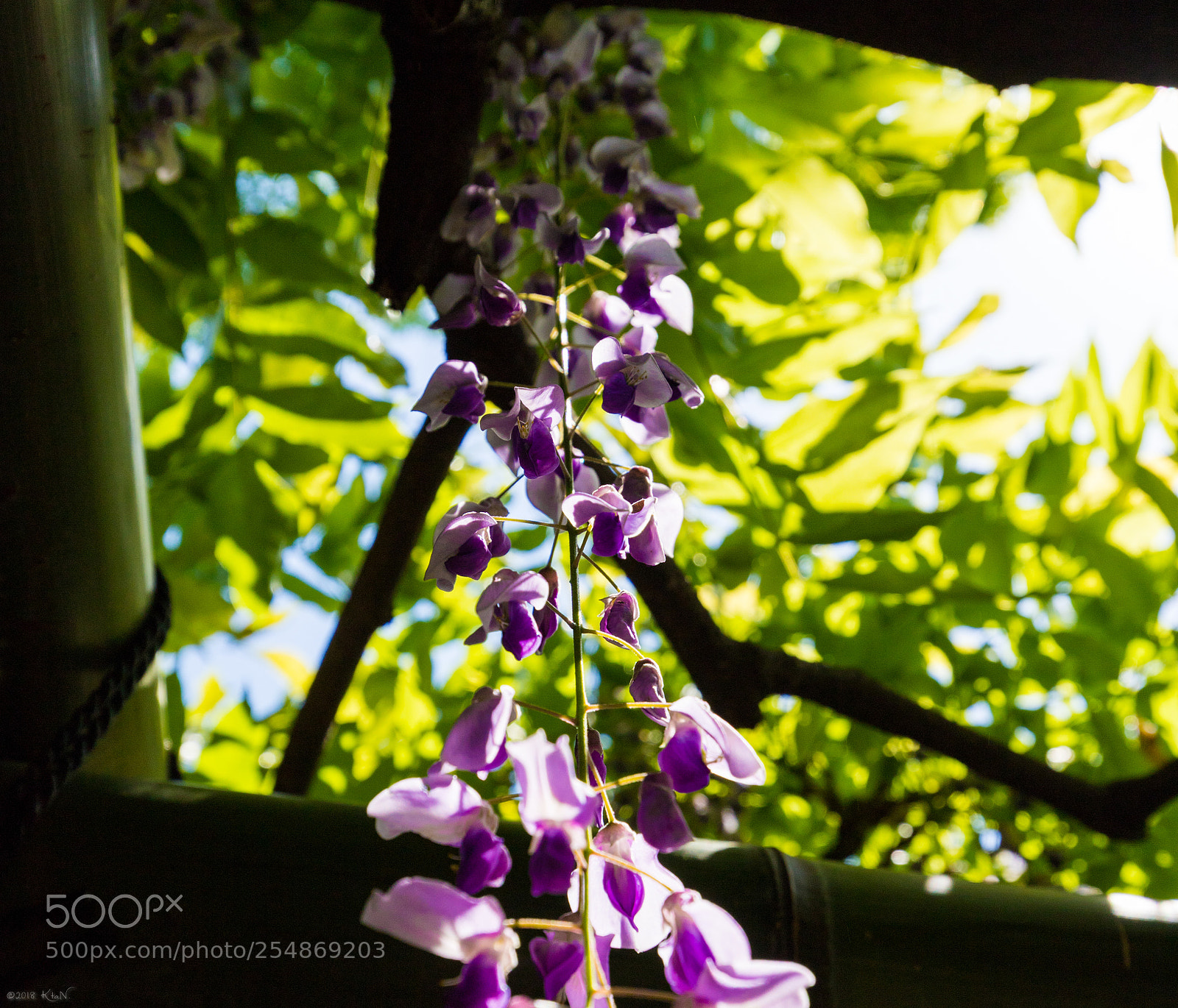 Canon EOS 6D Mark II sample photo. Wisteria photography