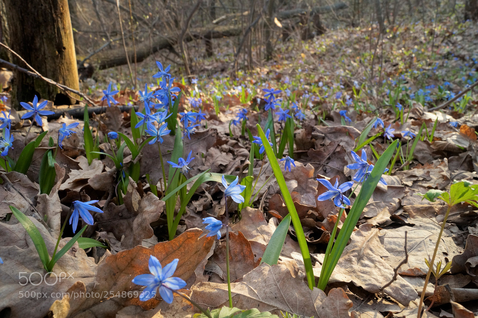 Sony SLT-A58 sample photo. Blue photography
