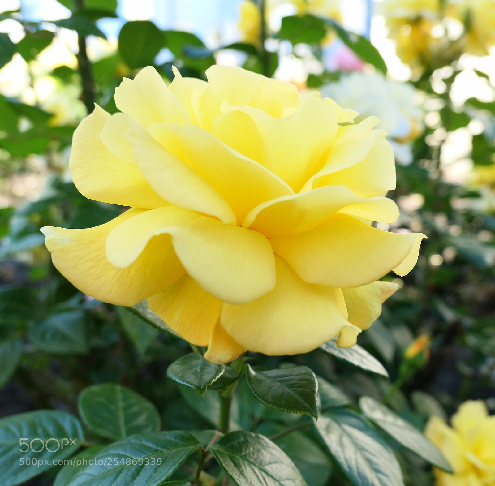 Panasonic Lumix DMC-LX10 (Lumix DMC-LX15) sample photo. Untitled photography