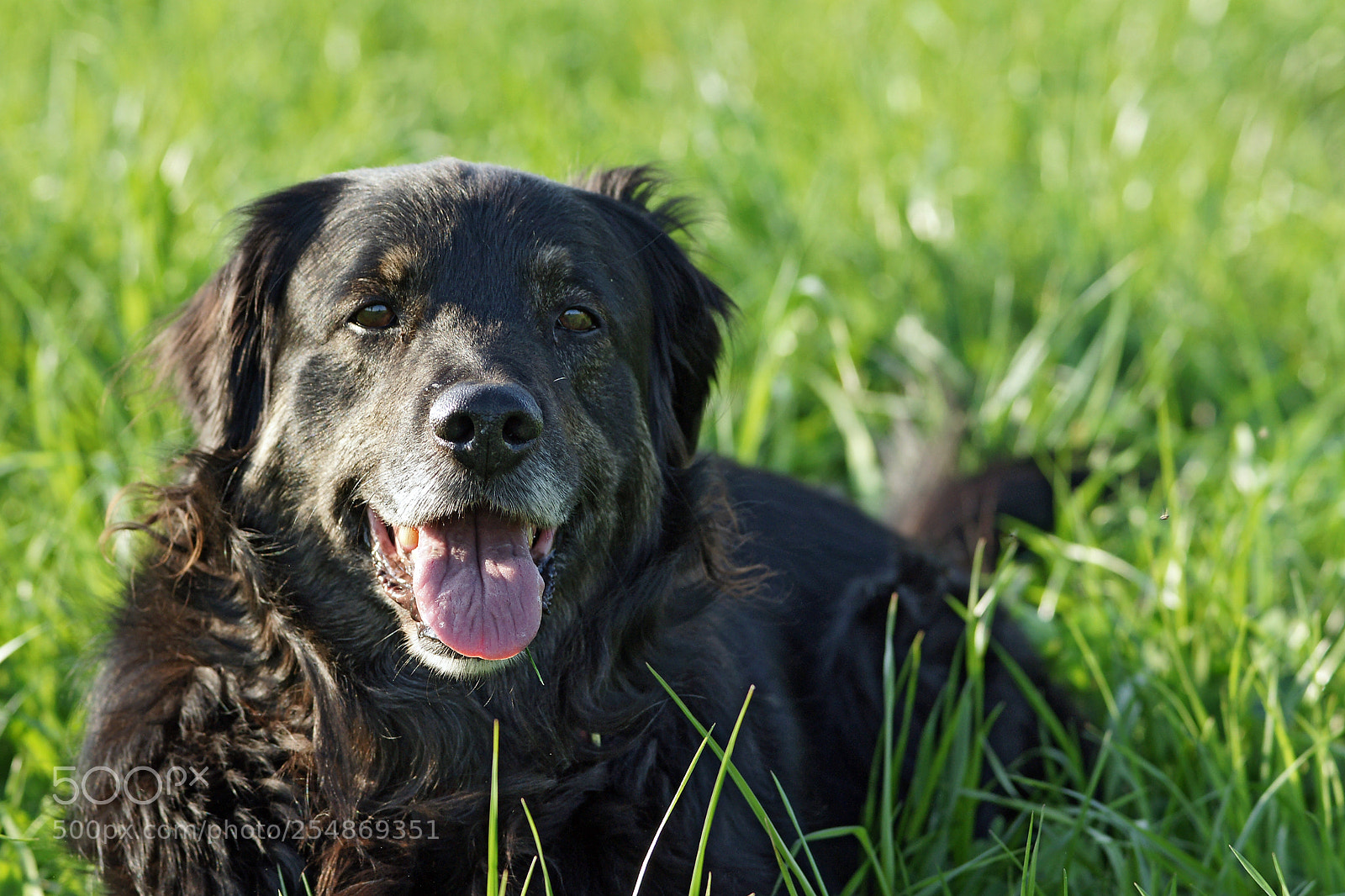 Sony Alpha DSLR-A700 sample photo. Family dog photography