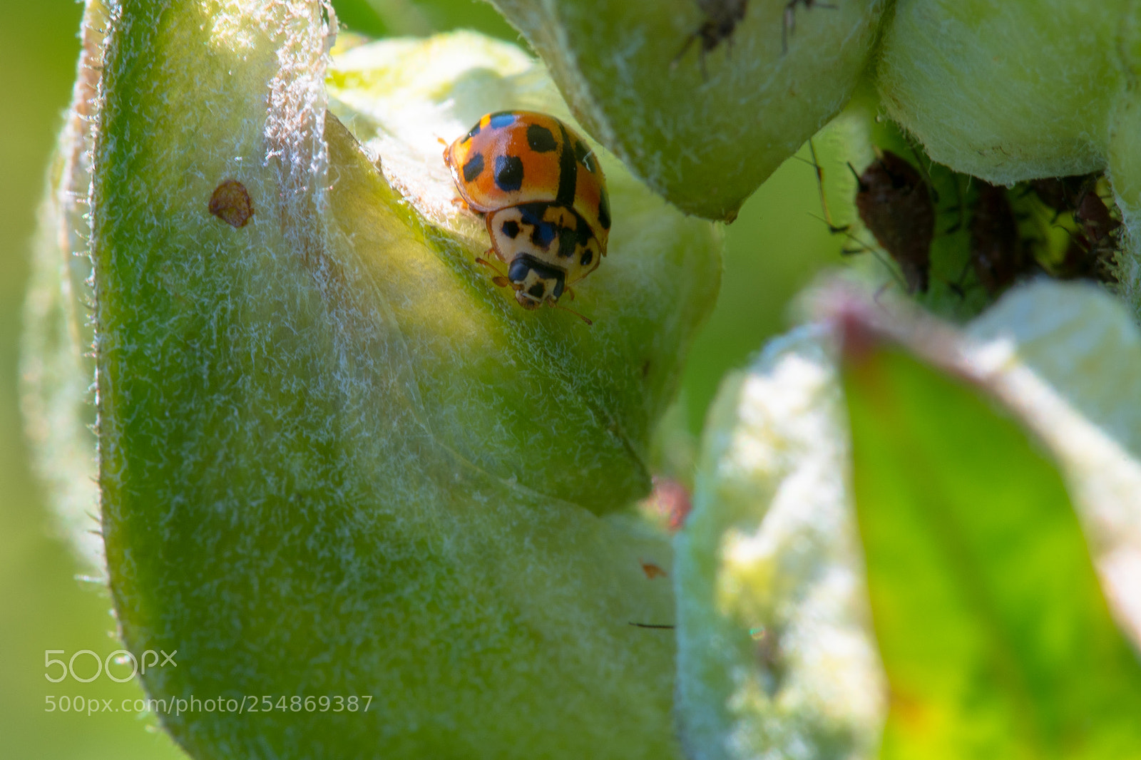 Nikon D7500 sample photo. Hide and seek photography