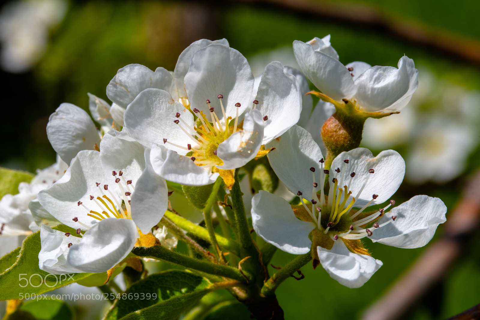Nikon D7500 sample photo. Spring time photography