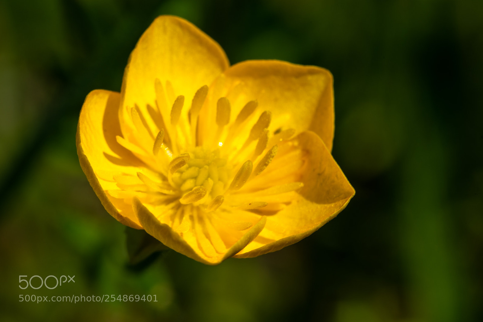 Nikon D7500 sample photo. Yellow photography