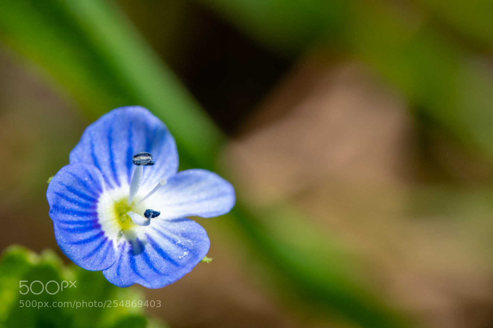 Nikon D7500 sample photo. Blue photography