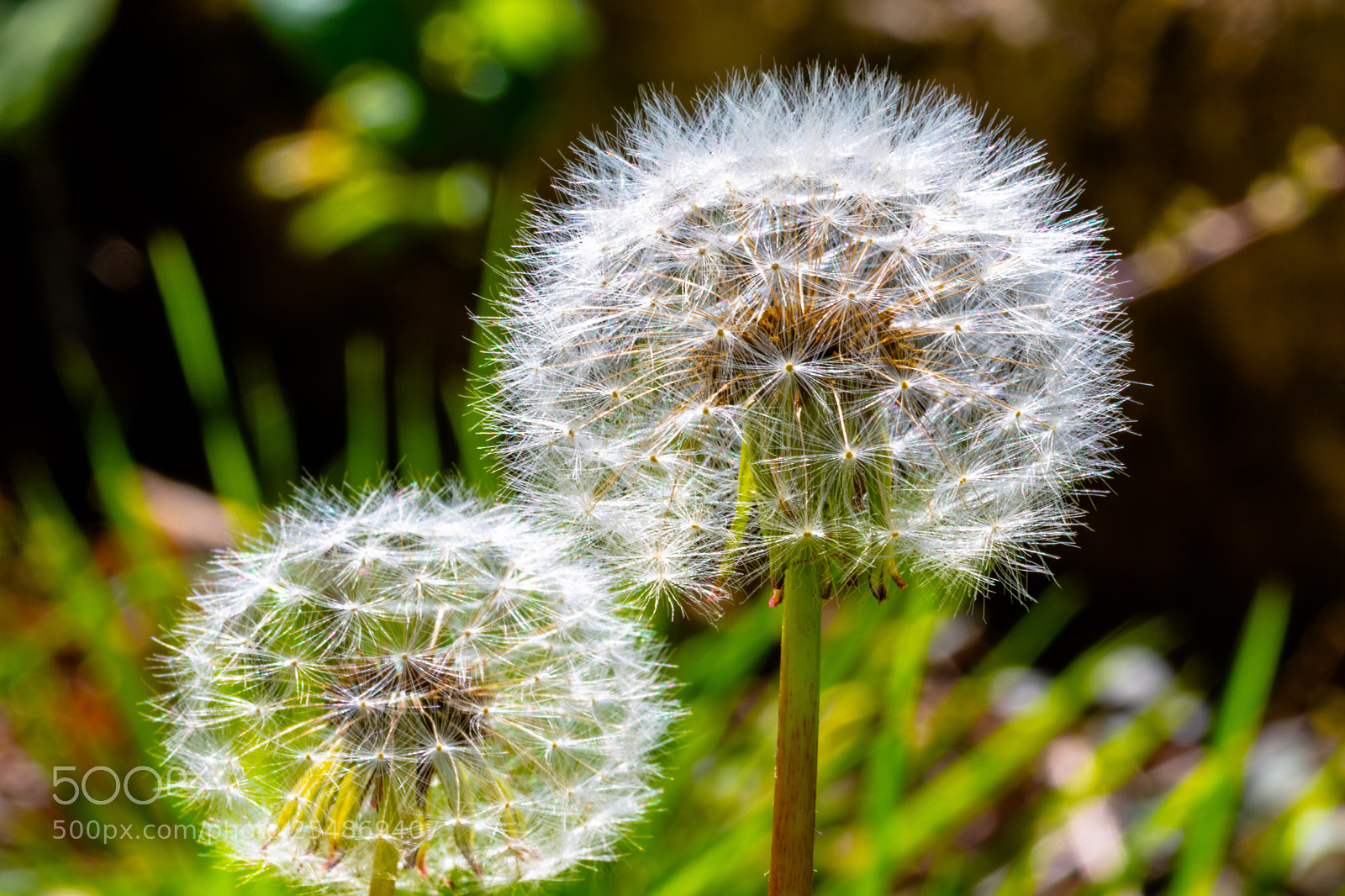 Nikon D7500 sample photo. Try to blow it photography