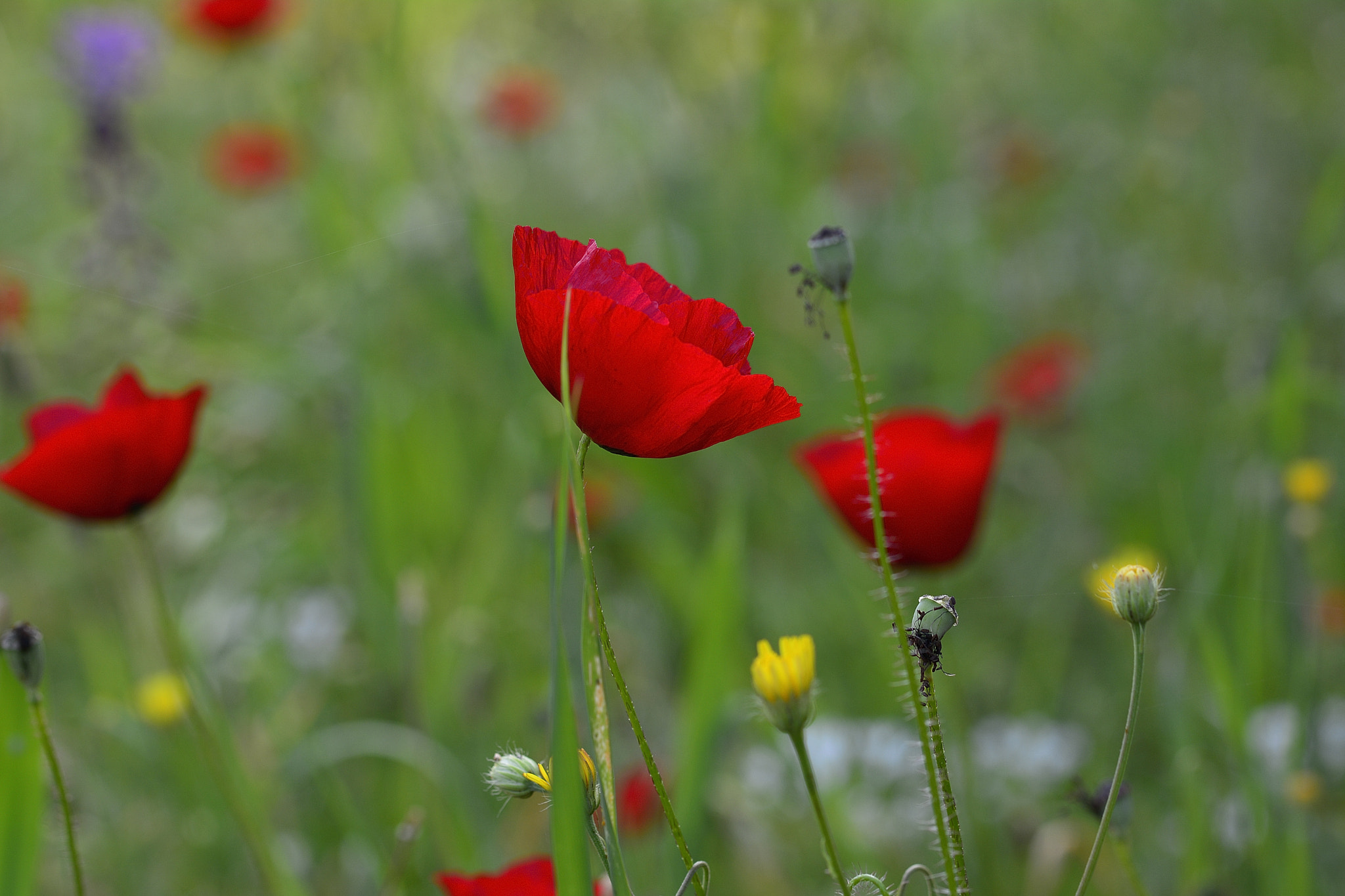 Nikon D7100 sample photo. Poppy photography