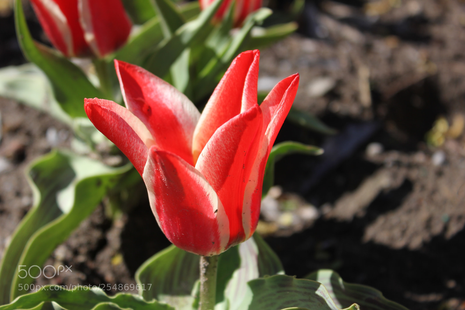 Canon EOS 550D (EOS Rebel T2i / EOS Kiss X4) sample photo. Tulips edward's gardens, toronto photography
