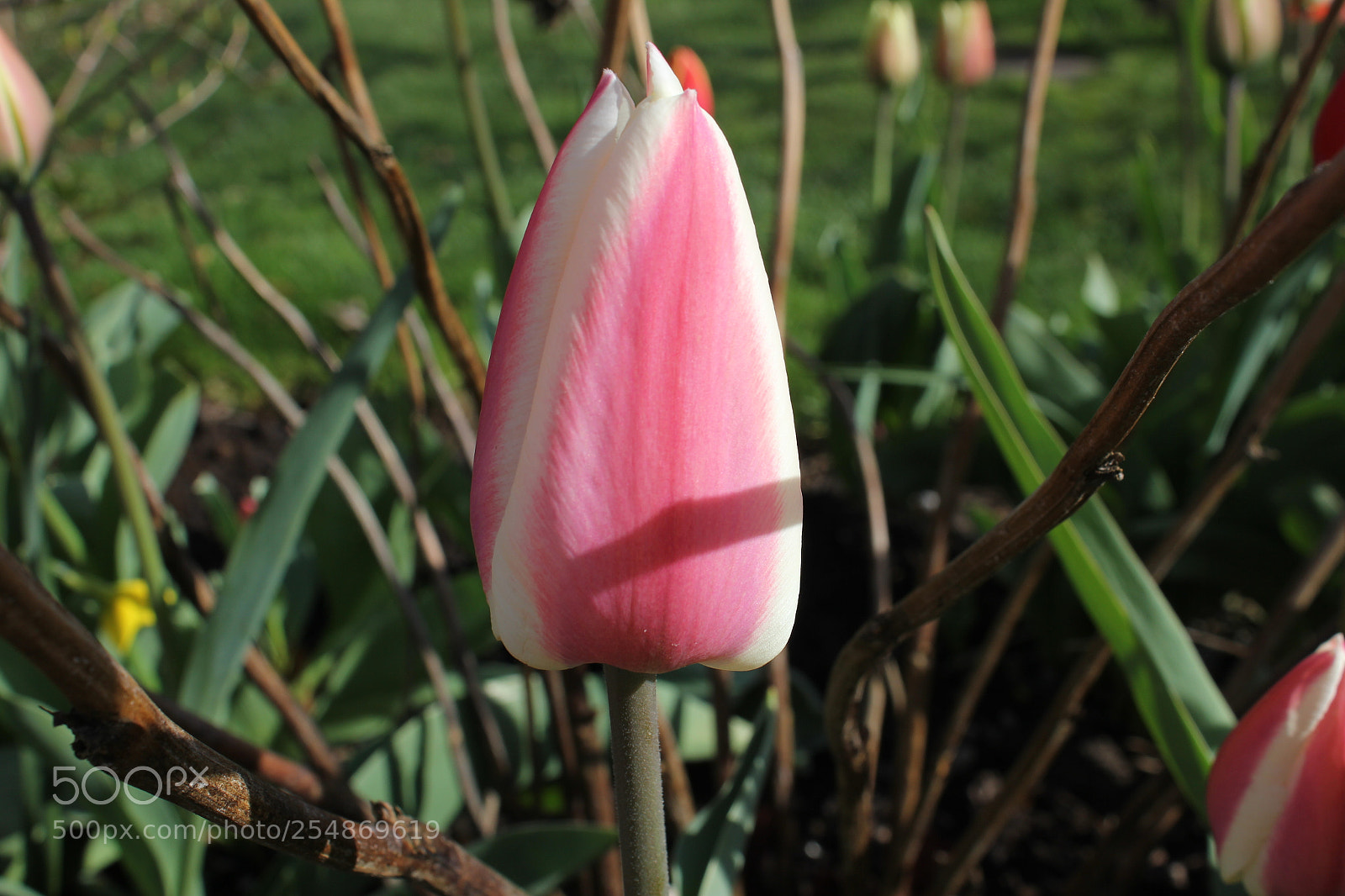 Canon EOS 550D (EOS Rebel T2i / EOS Kiss X4) sample photo. Tulips edward's gardens, toronto photography