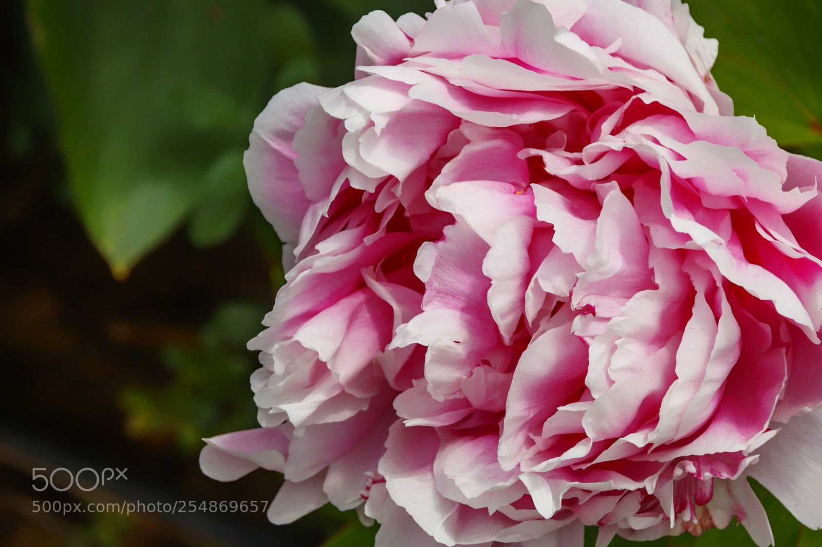 Canon EOS 80D sample photo. Blooming head of a photography