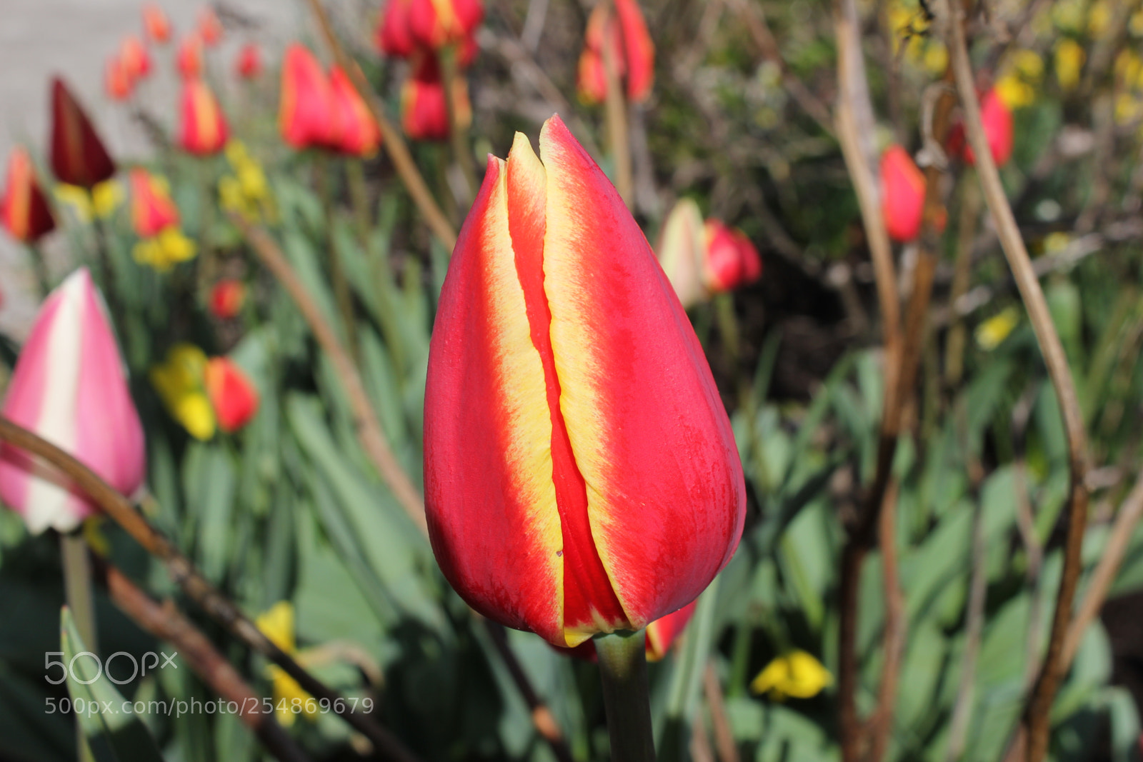 Canon EOS 550D (EOS Rebel T2i / EOS Kiss X4) sample photo. Tulips edward's gardens, toronto photography