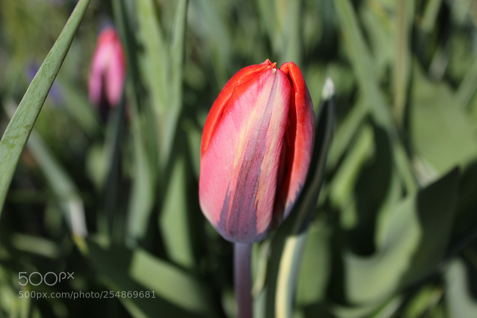Canon EF-S 18-55mm F3.5-5.6 IS sample photo. Tulips edward's gardens, toronto photography
